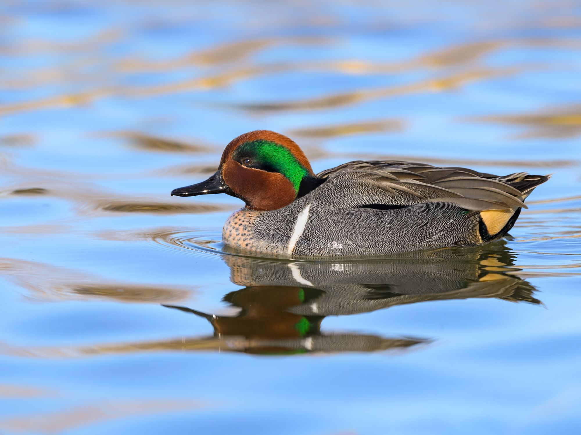 A Male Green-winged Teal.