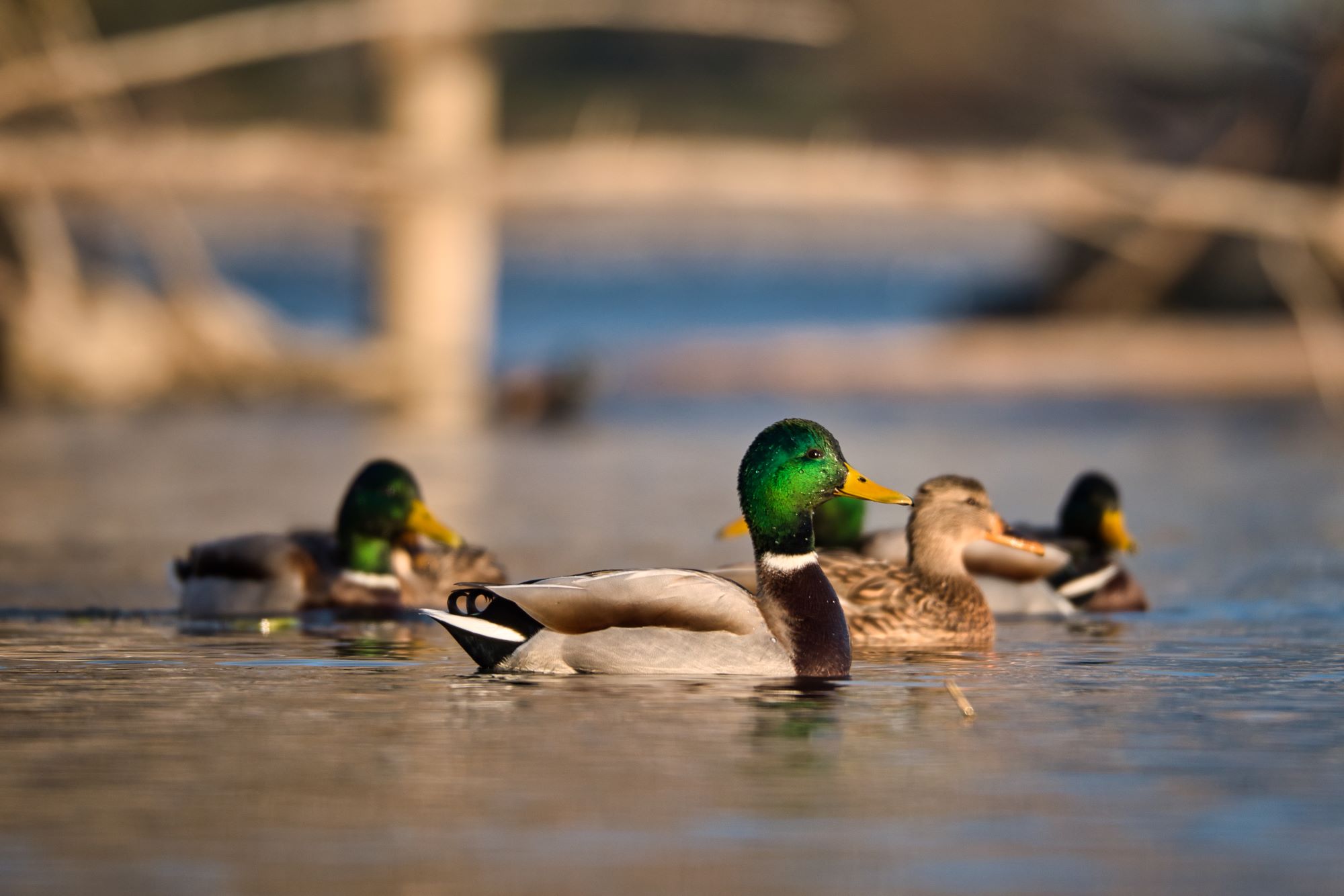 A group of mallards swimming in a lake.
