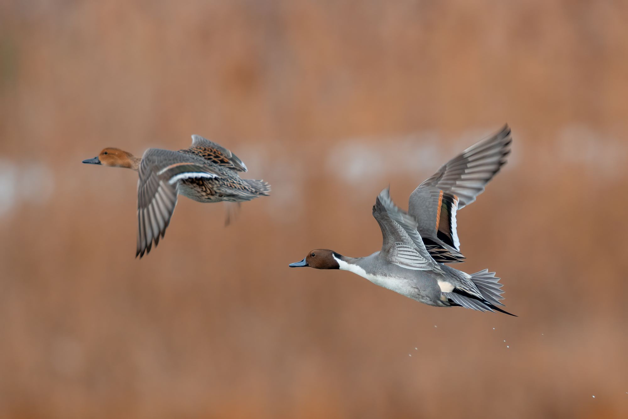 A pair of northern pintails in flight above their wetland habitat.