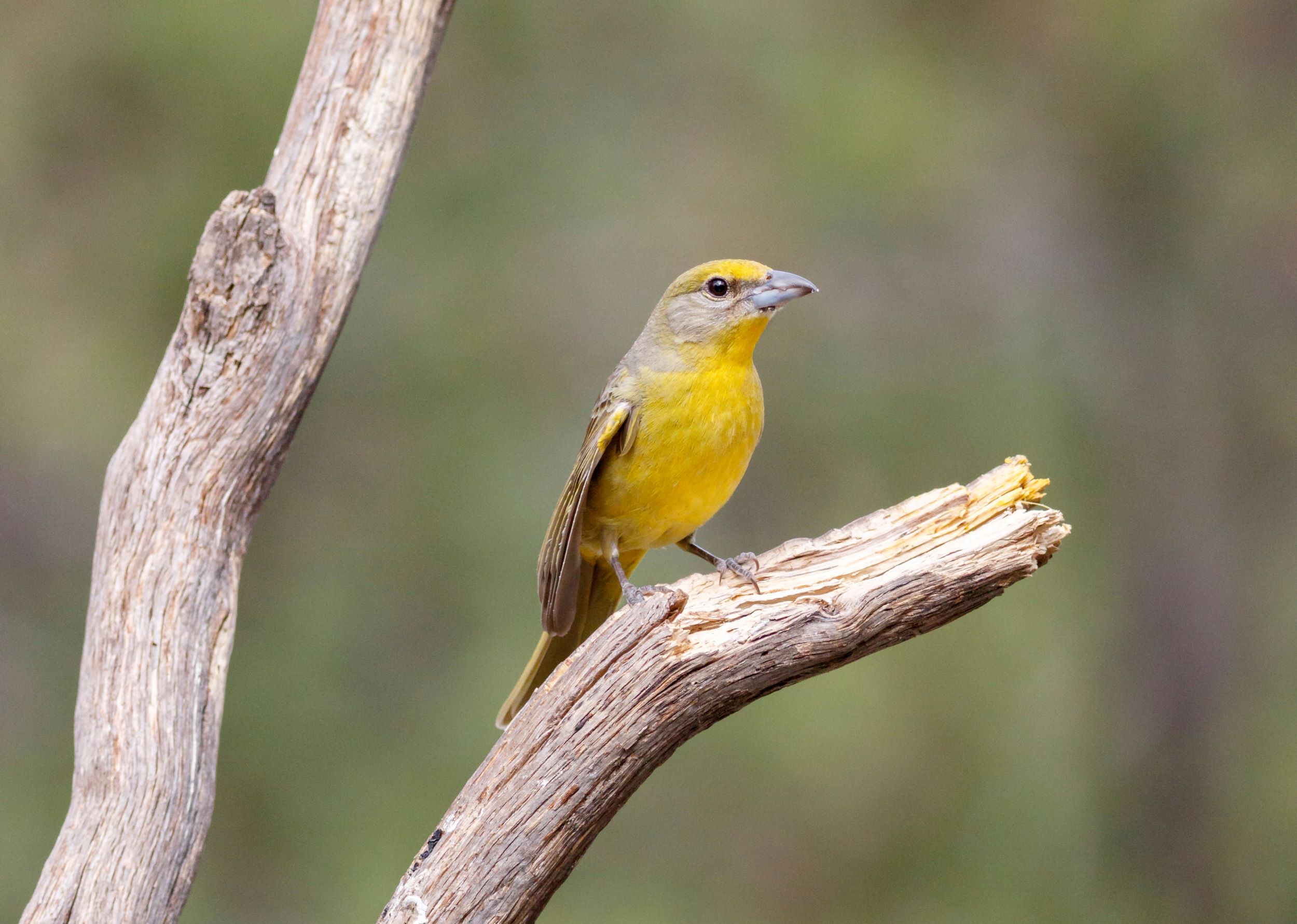 A female Hepatic Tanager.