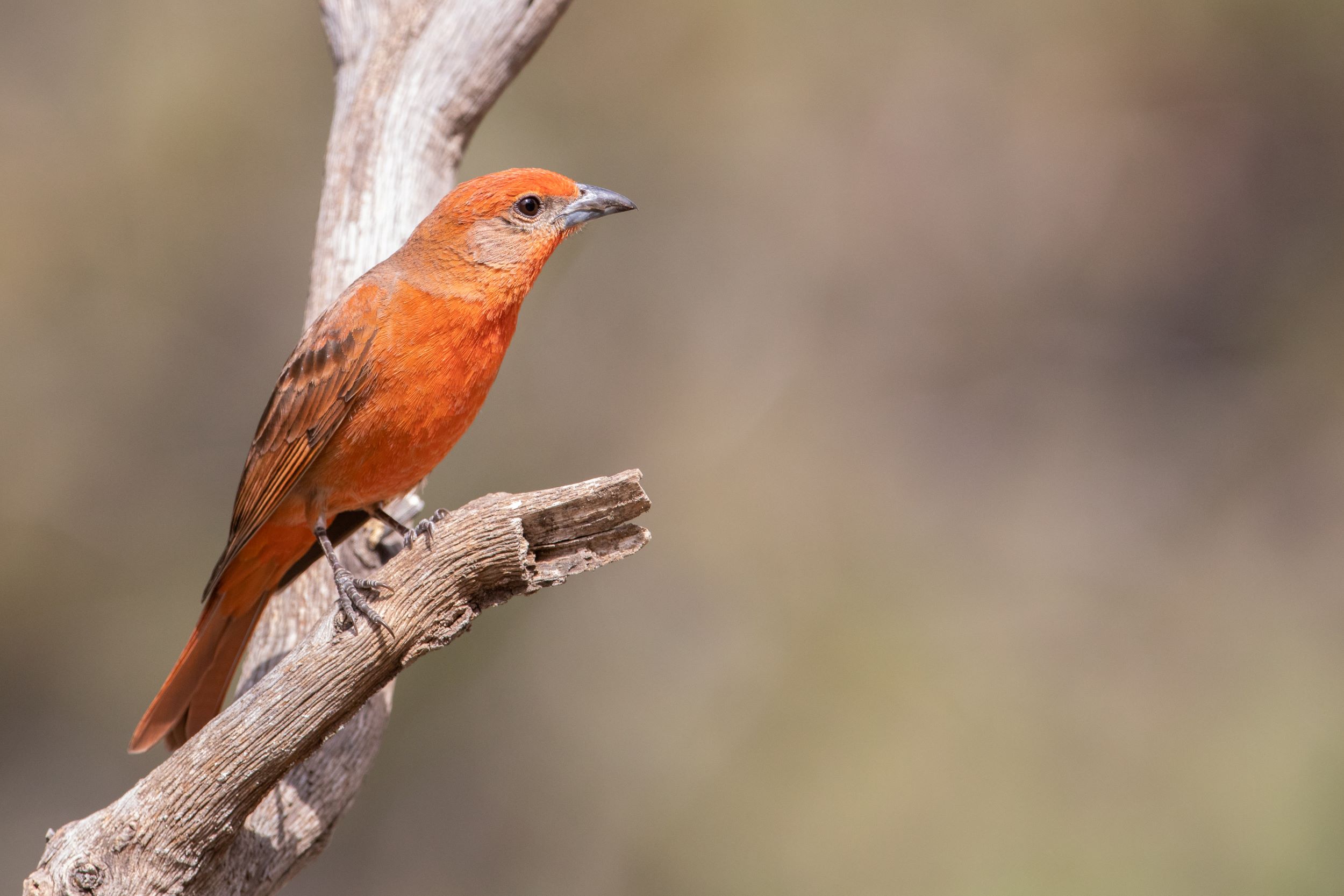 A male Hepatic Tanager.