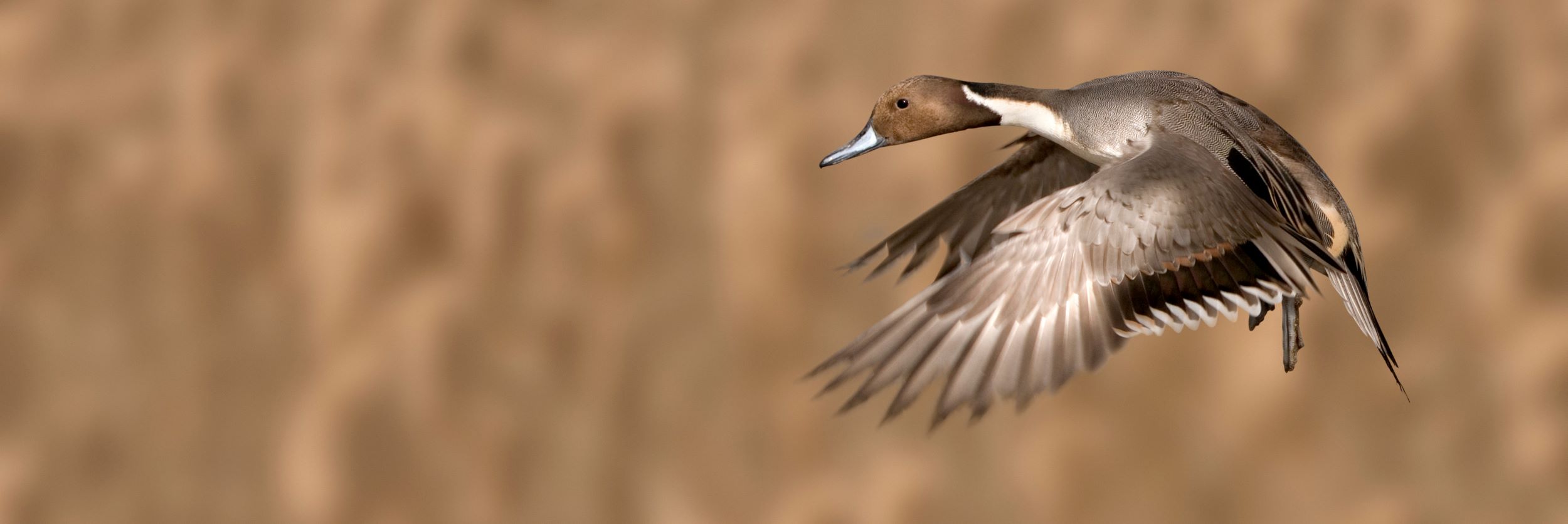 A Northern Pintail in flight.