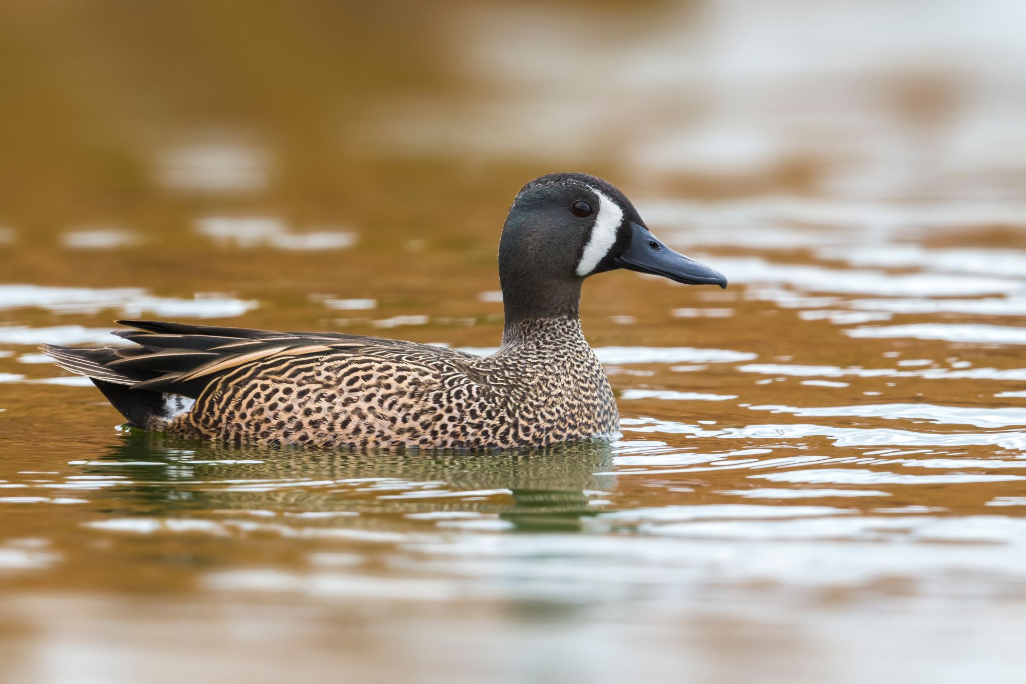 A male Blue-winged Teal.