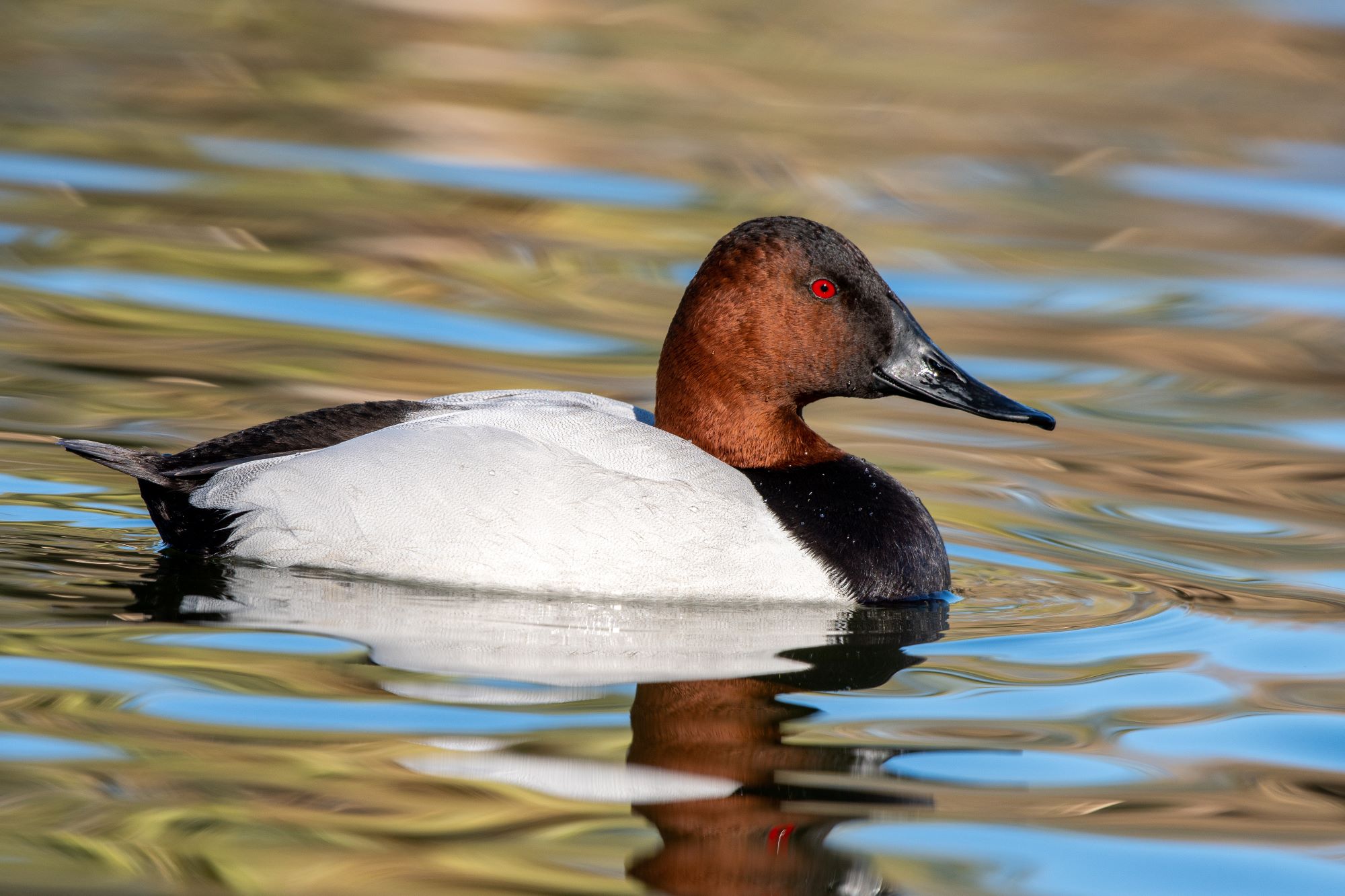 A Canvasback.