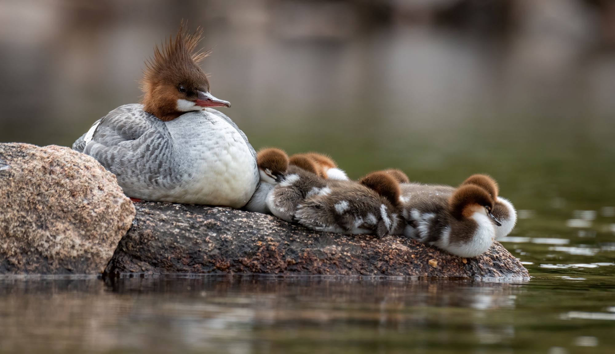 A female Common Merganser with babies.