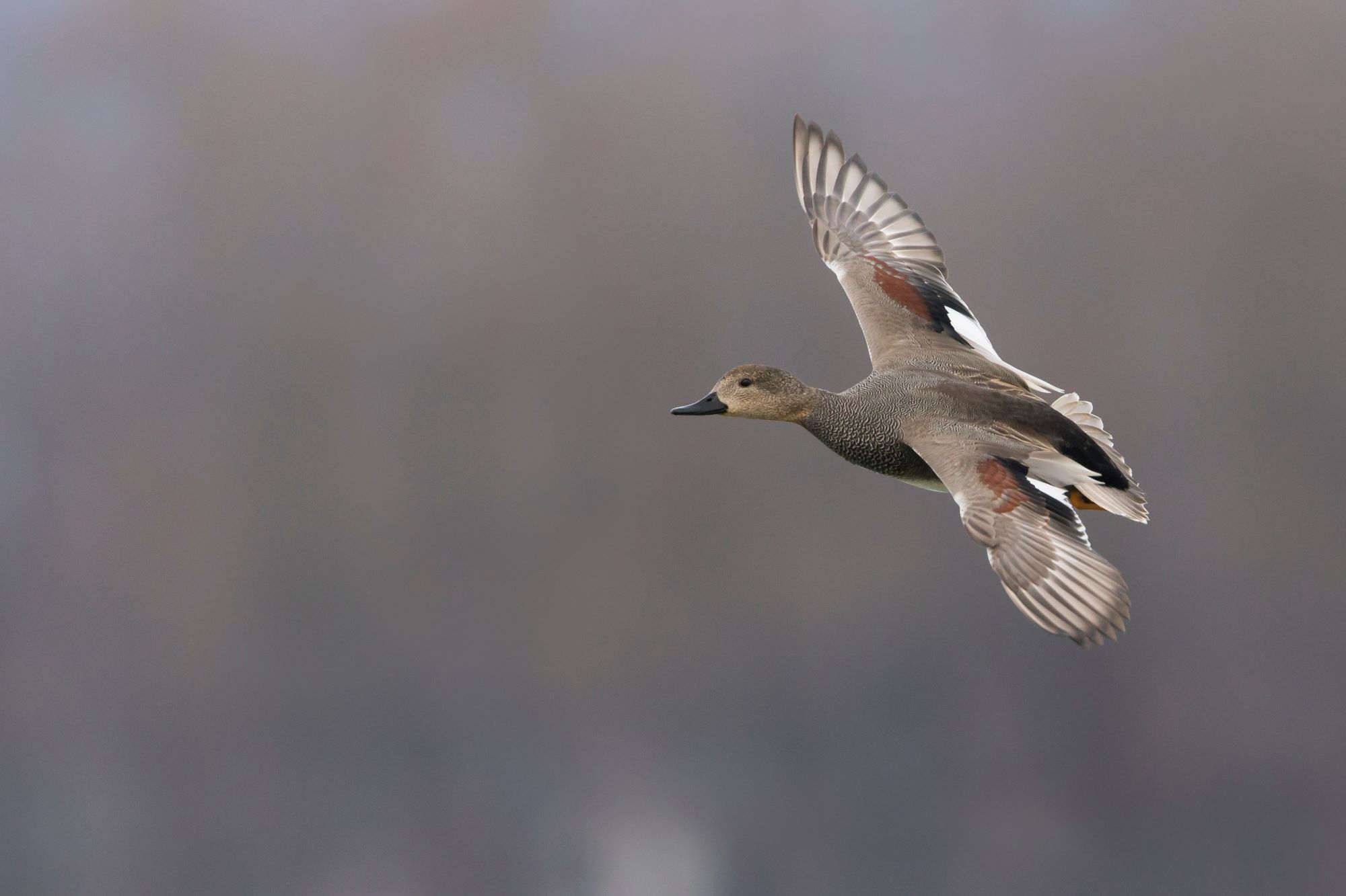 A male Gadwall in flight.