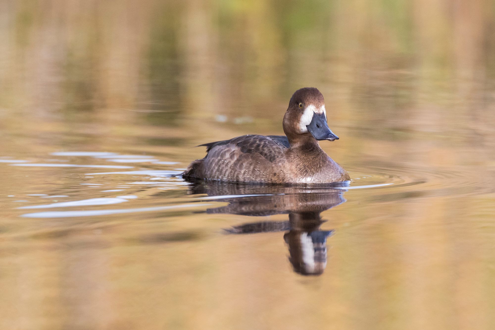 A Greater Scaup.