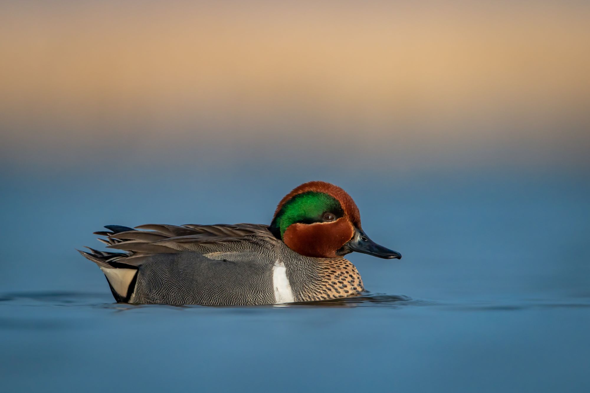 A Green-winged Teal.