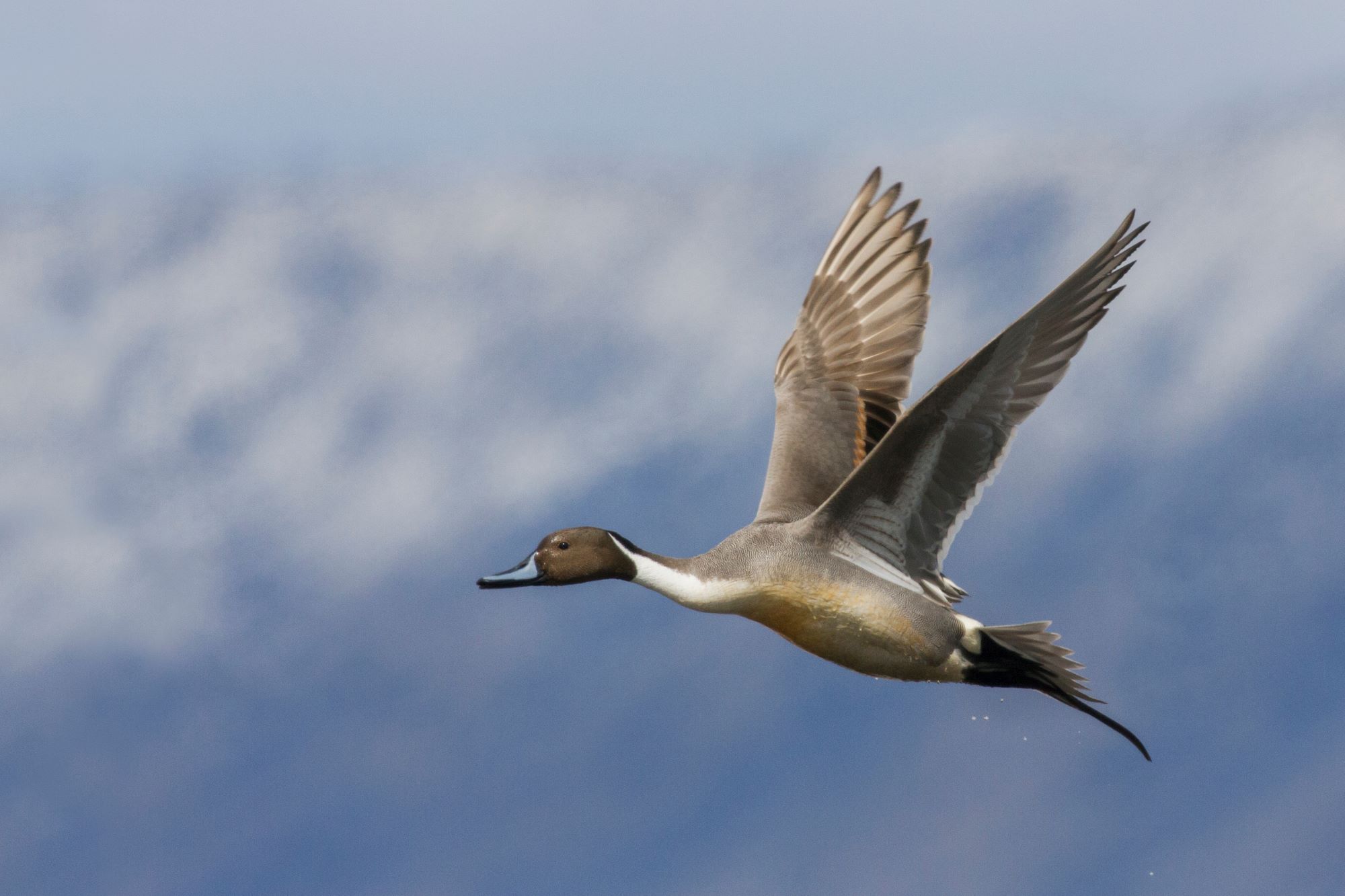 A Northern Pintail.