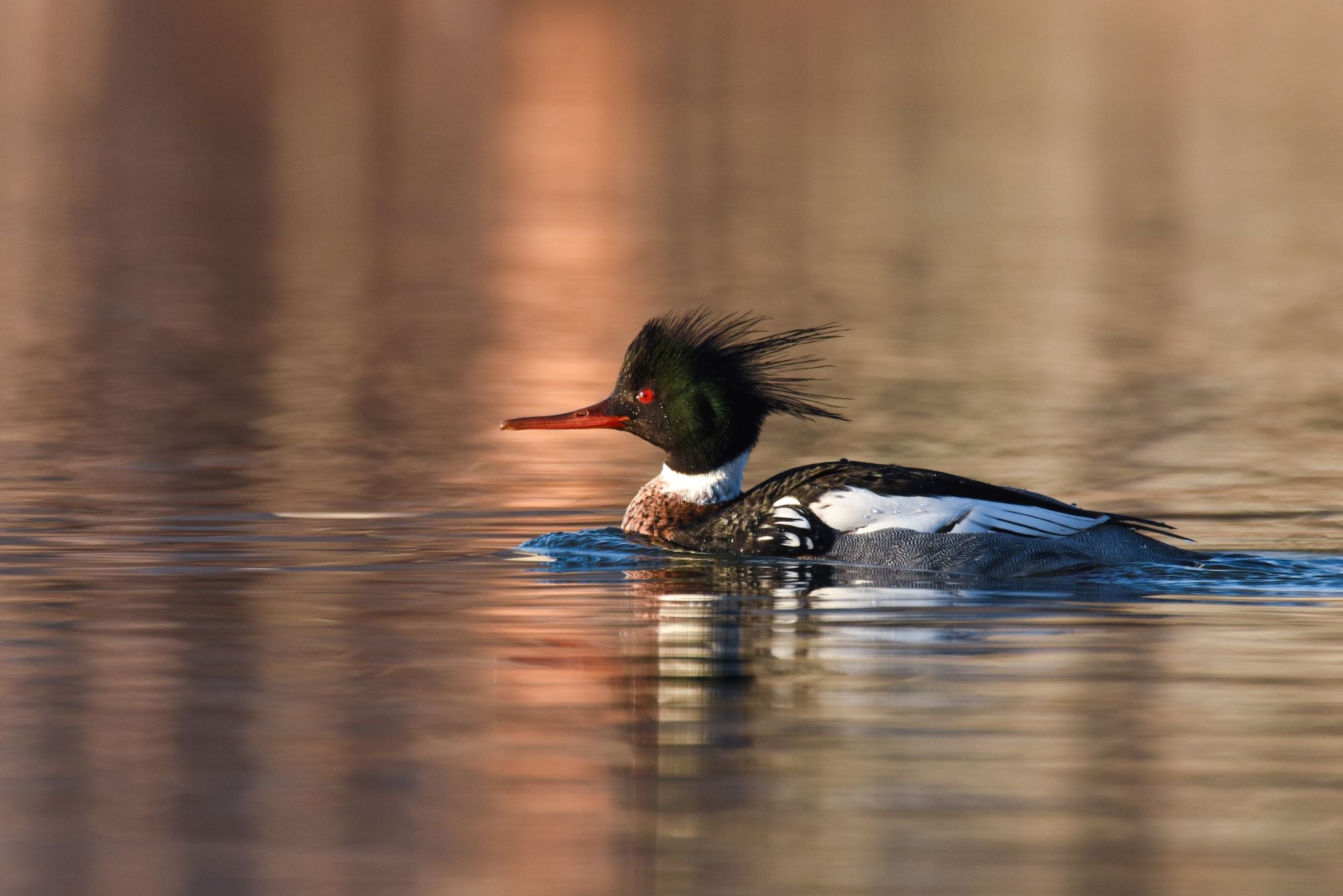 A Red-breasted Merganser.