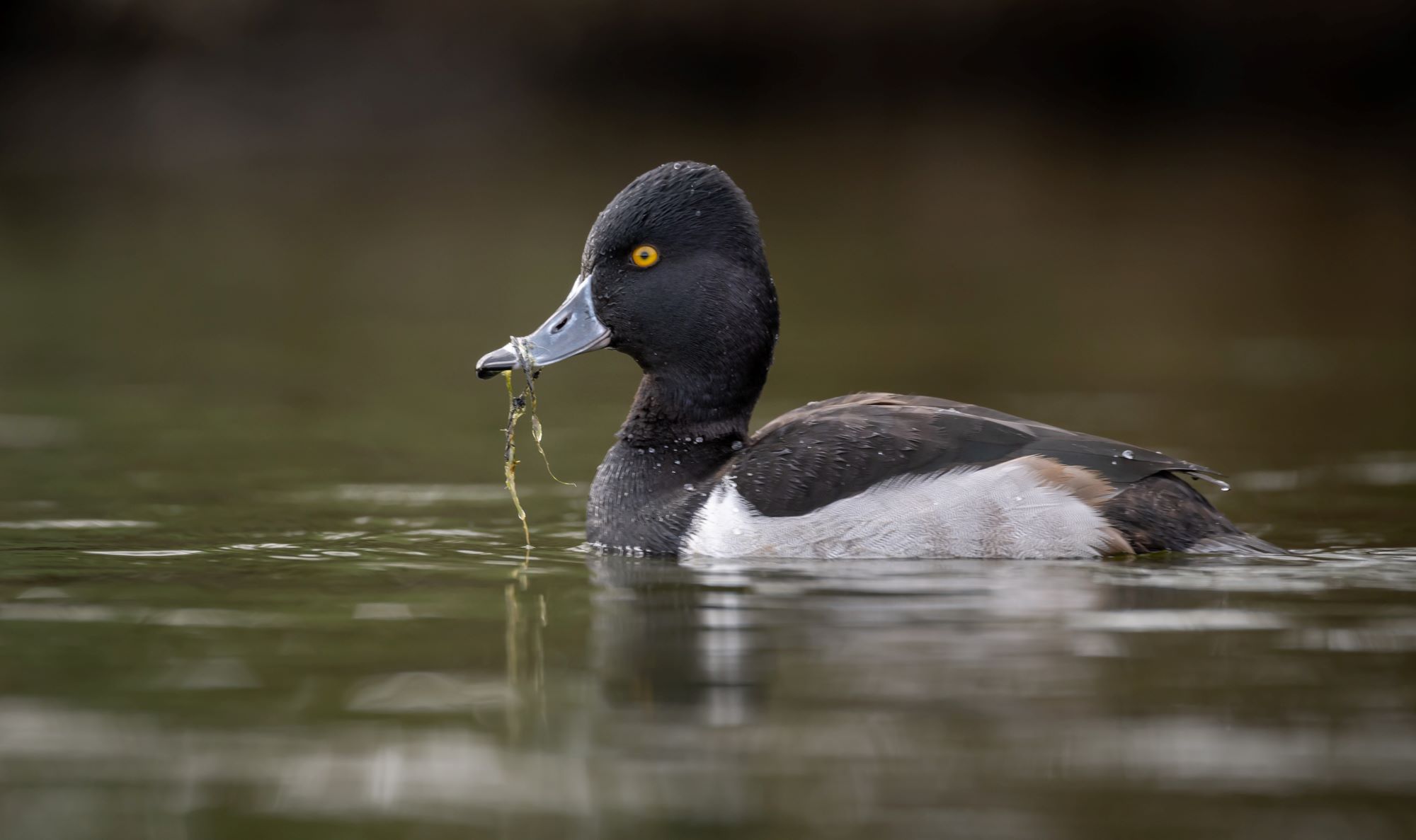 A Ring-necked Duck.