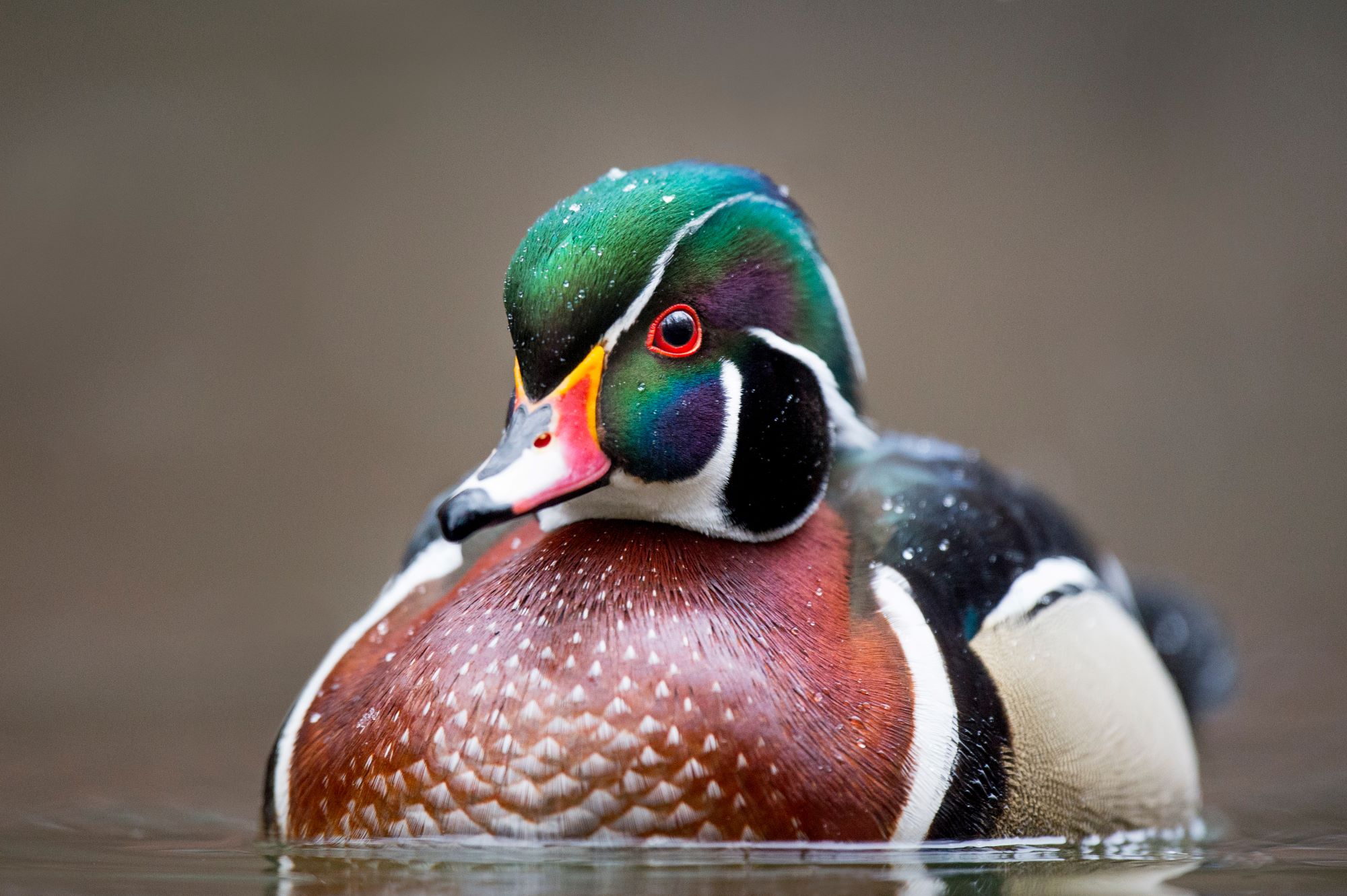 A Wood Duck.