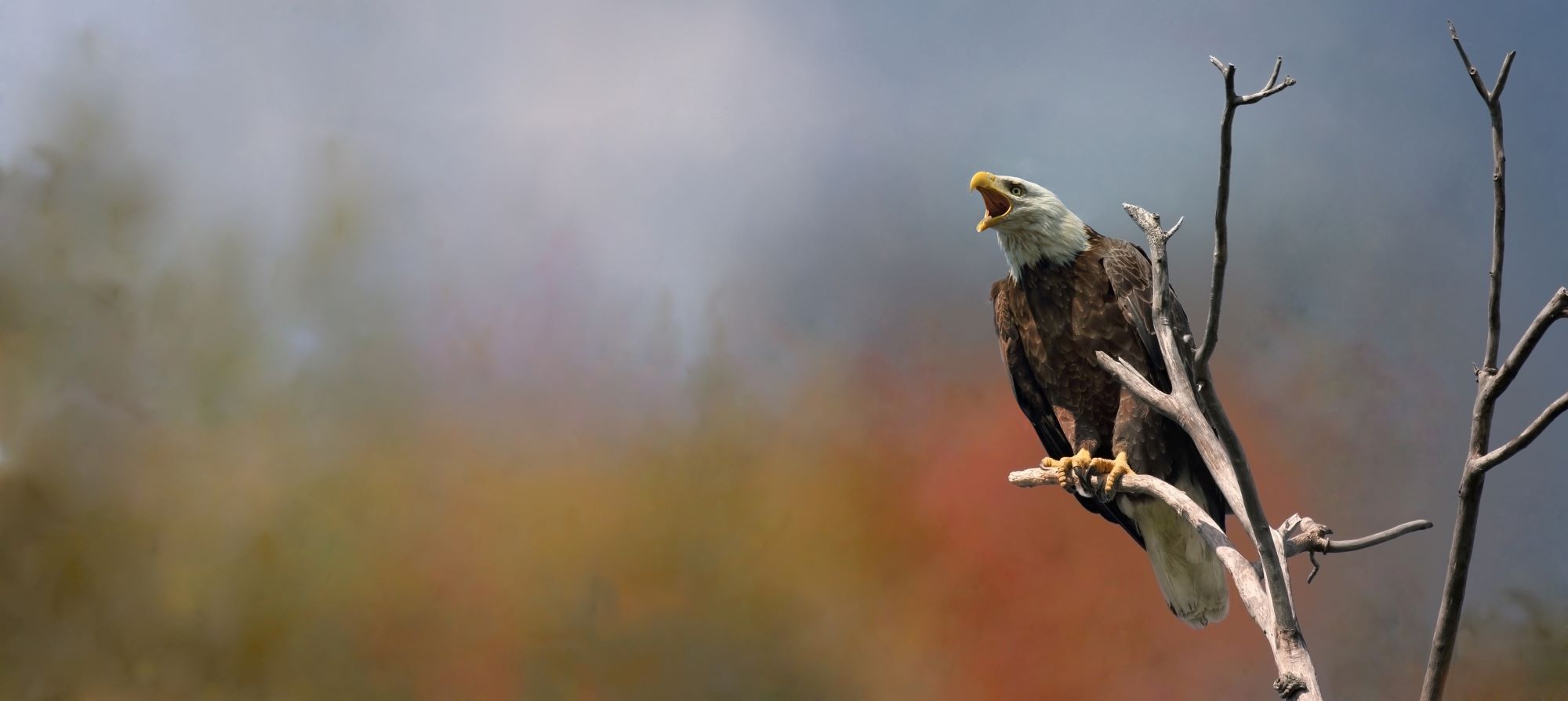 A bald eagle perched in a dead tree.