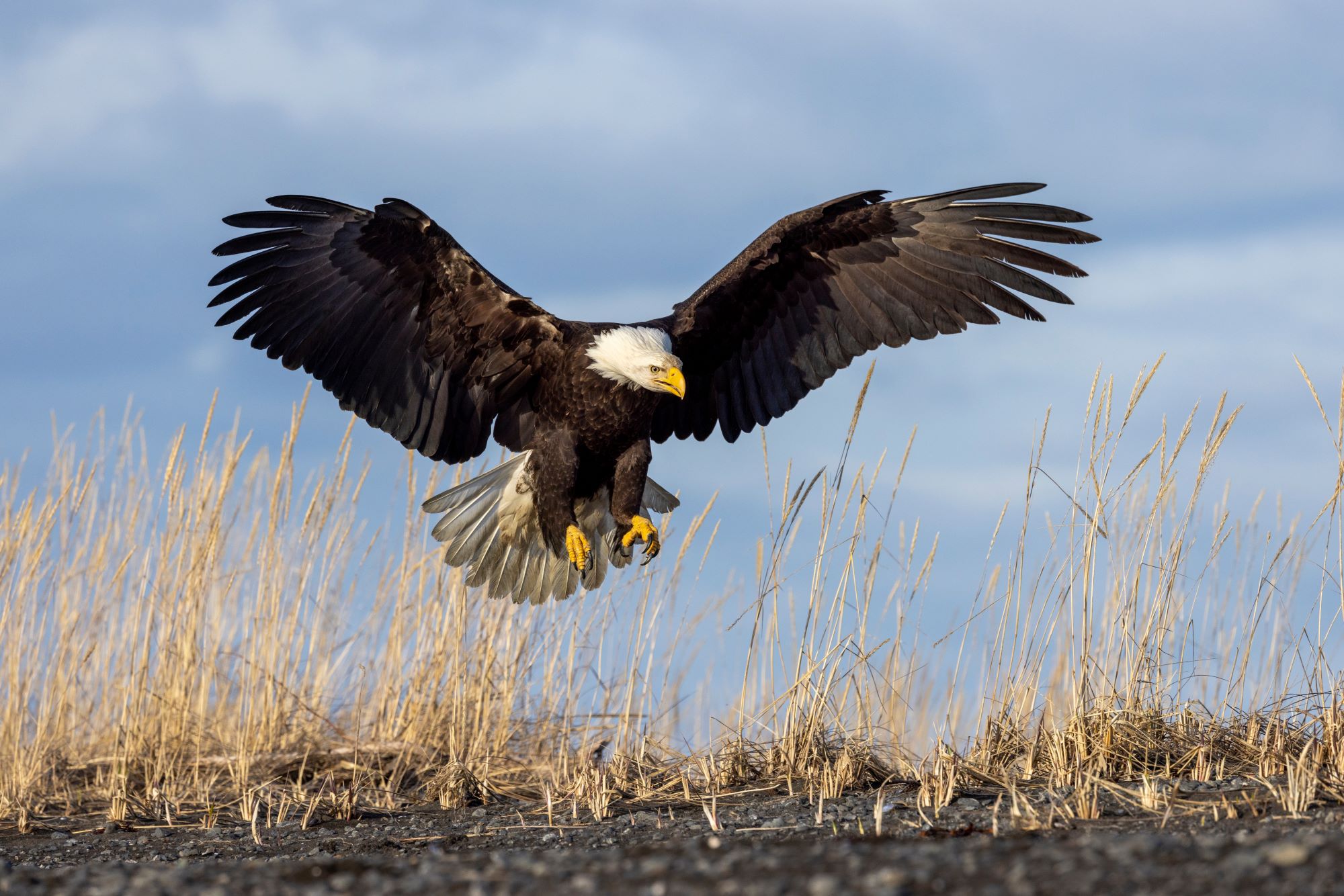 A bald eagle coming in for a lnading.