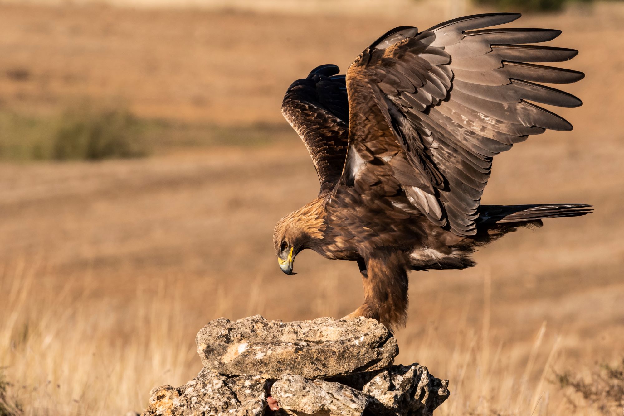 A golden eagle with it's wings spread.