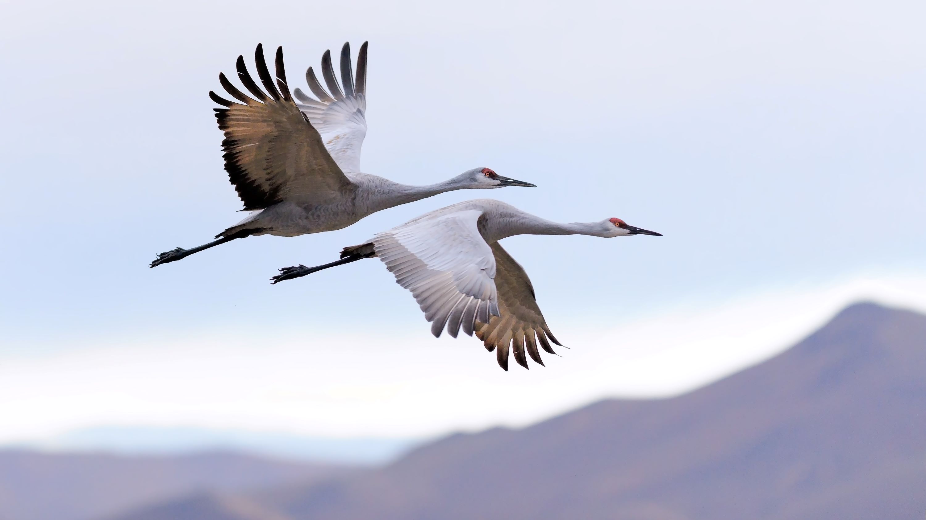 A pair of Sandhill Cranes flying.