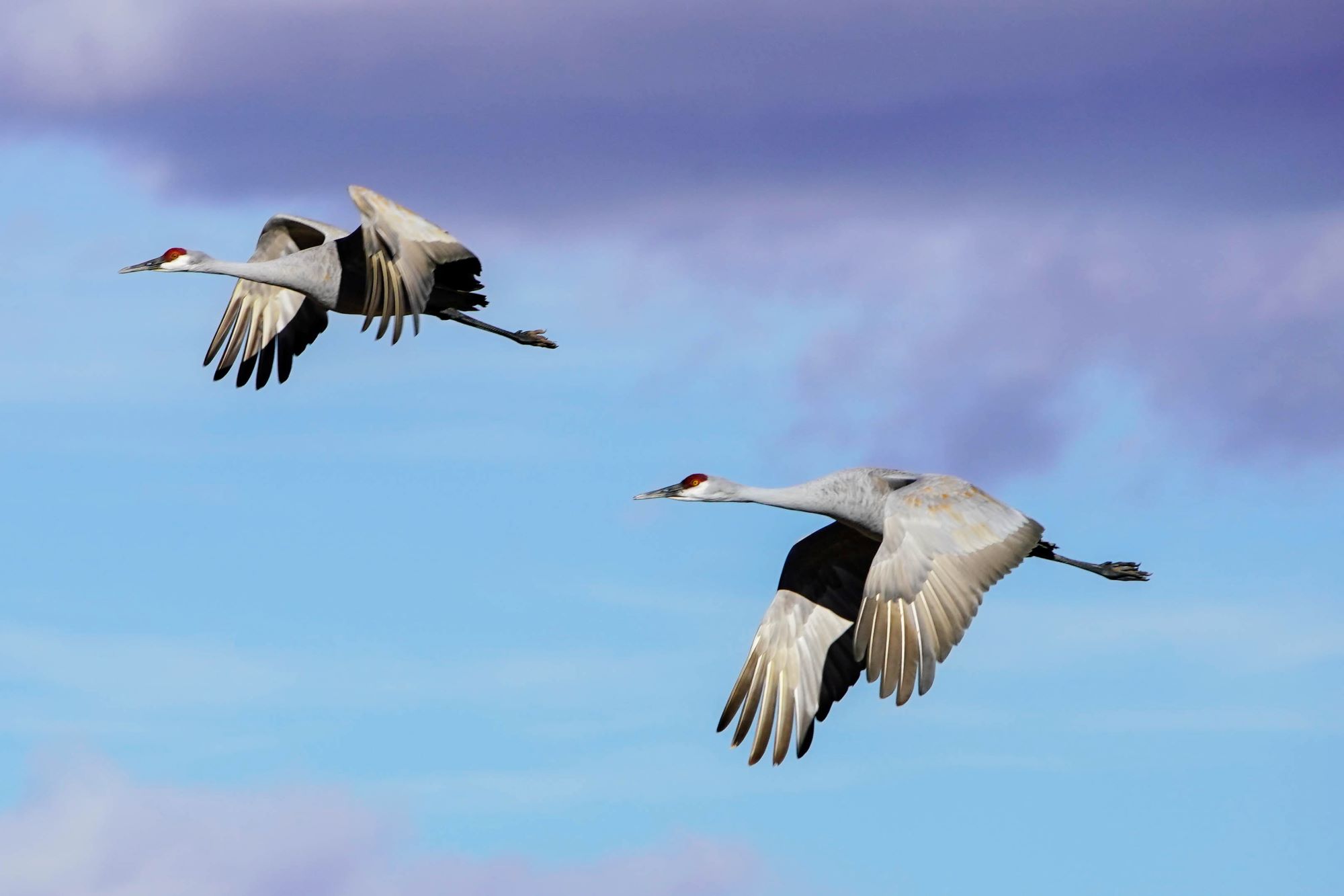 Sandhill cranes flying in formation.