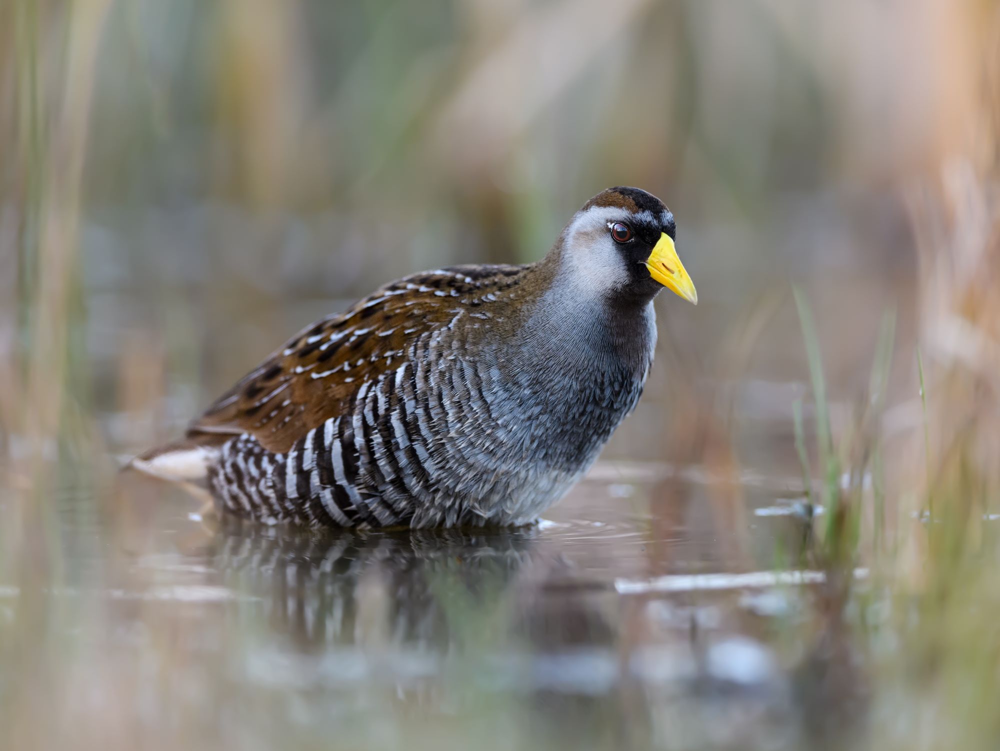 A Sora foraging in a Pond during the spring