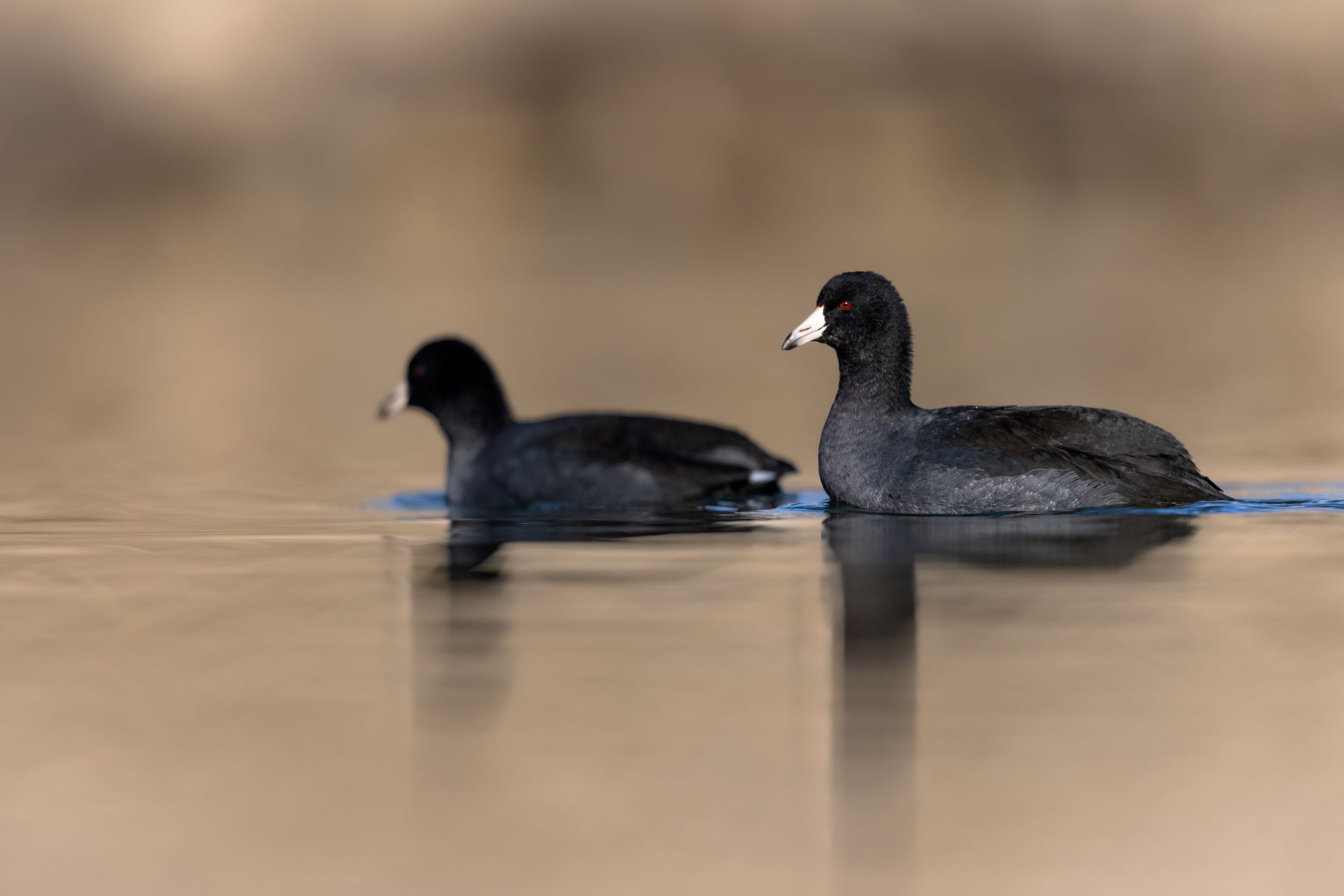 A pair of American coot