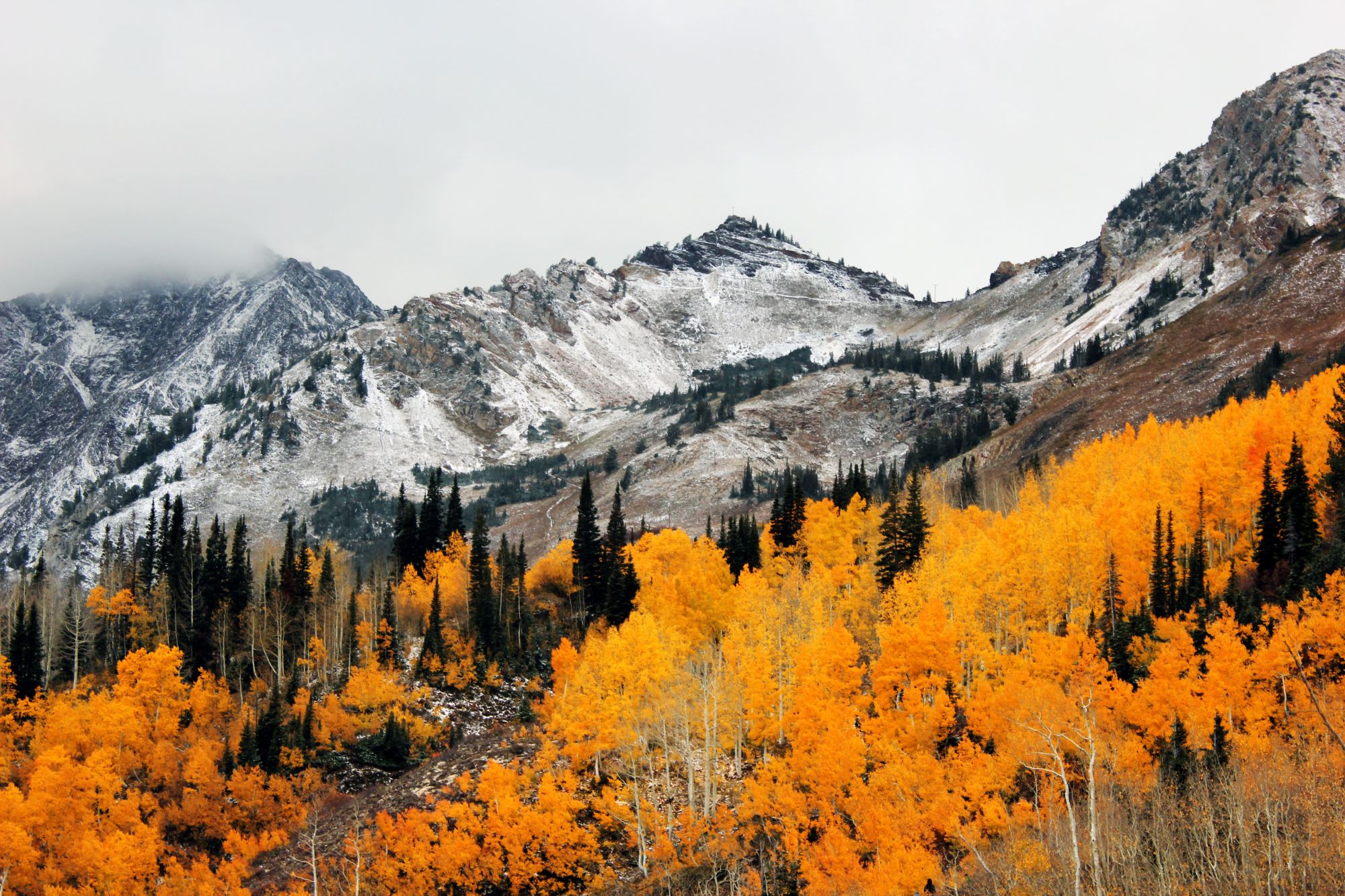 Fall colors in the Wasatch Mountains.