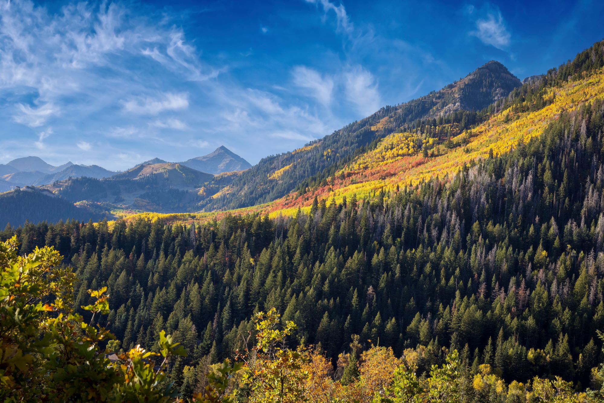 Vibrant autumn colors in Utah's Wasatch mountains.