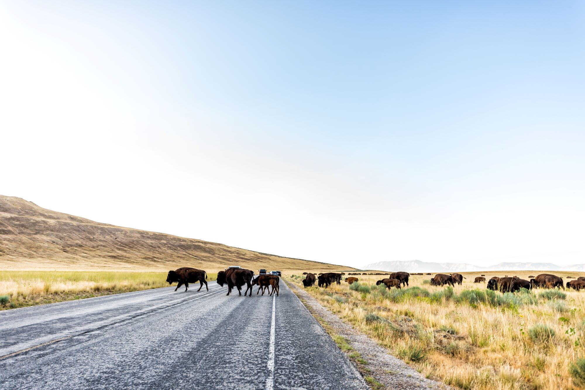 A bison herd crossing road in Antelope Island State Park.