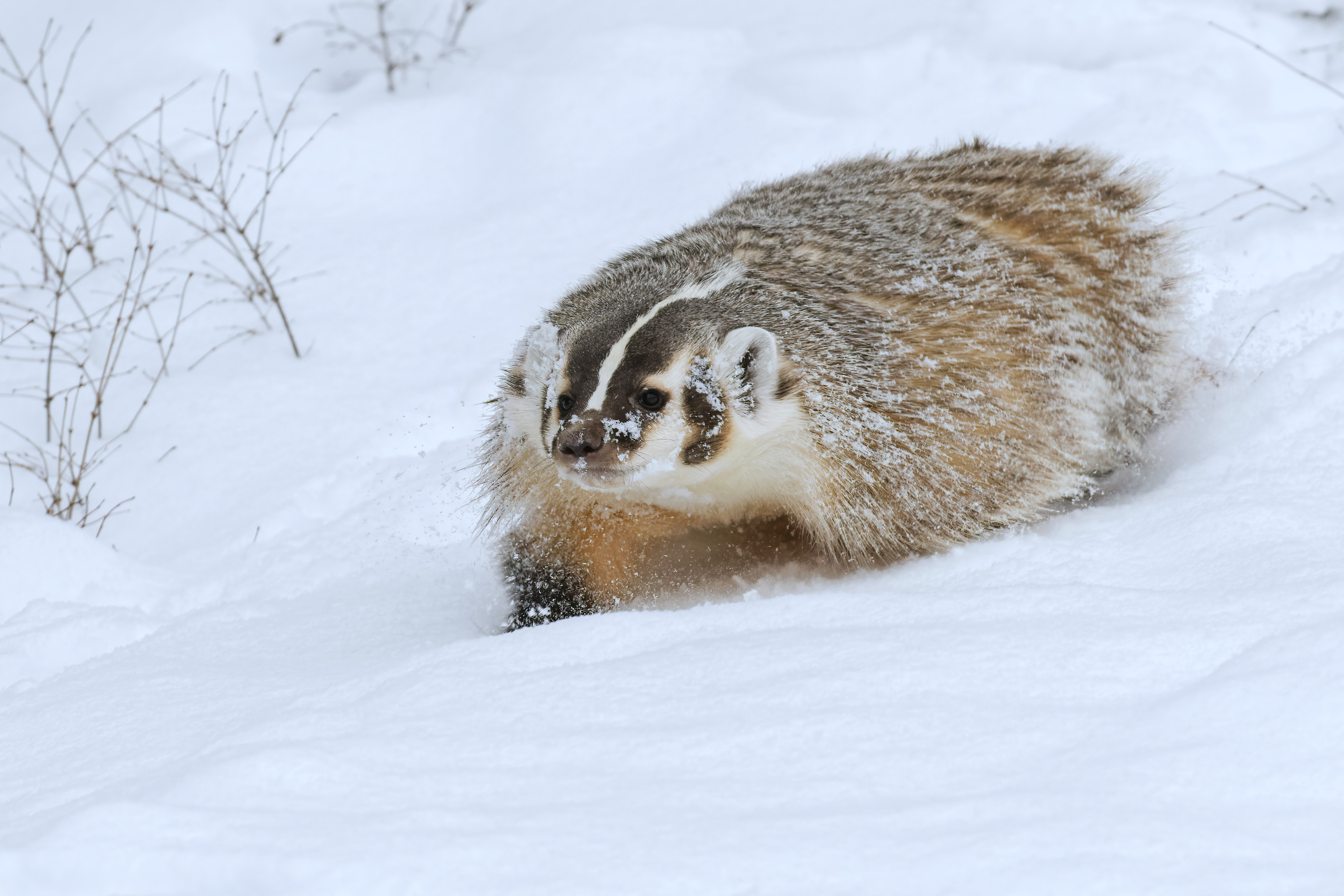 An American badger in the snow.