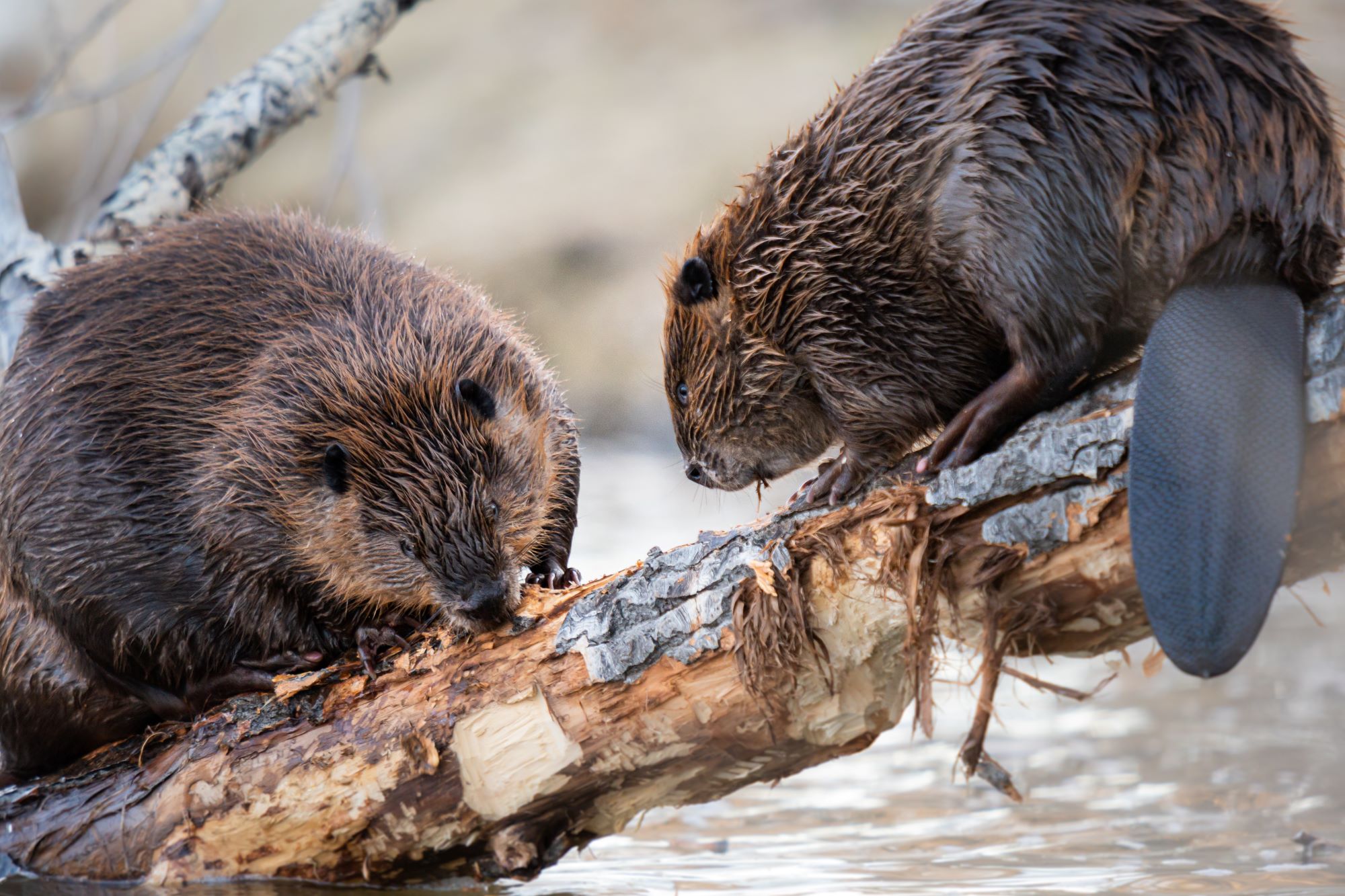 Beavers chewing on a log.