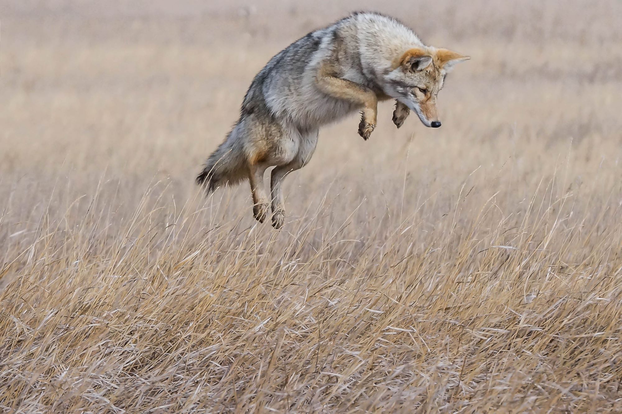 A coyote in Utah.