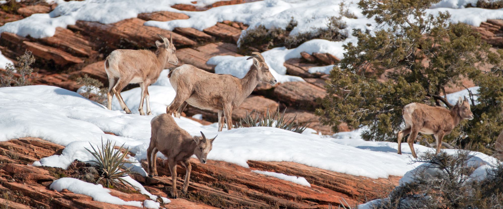 A group of desert bighorn sheep in Zion National Park.