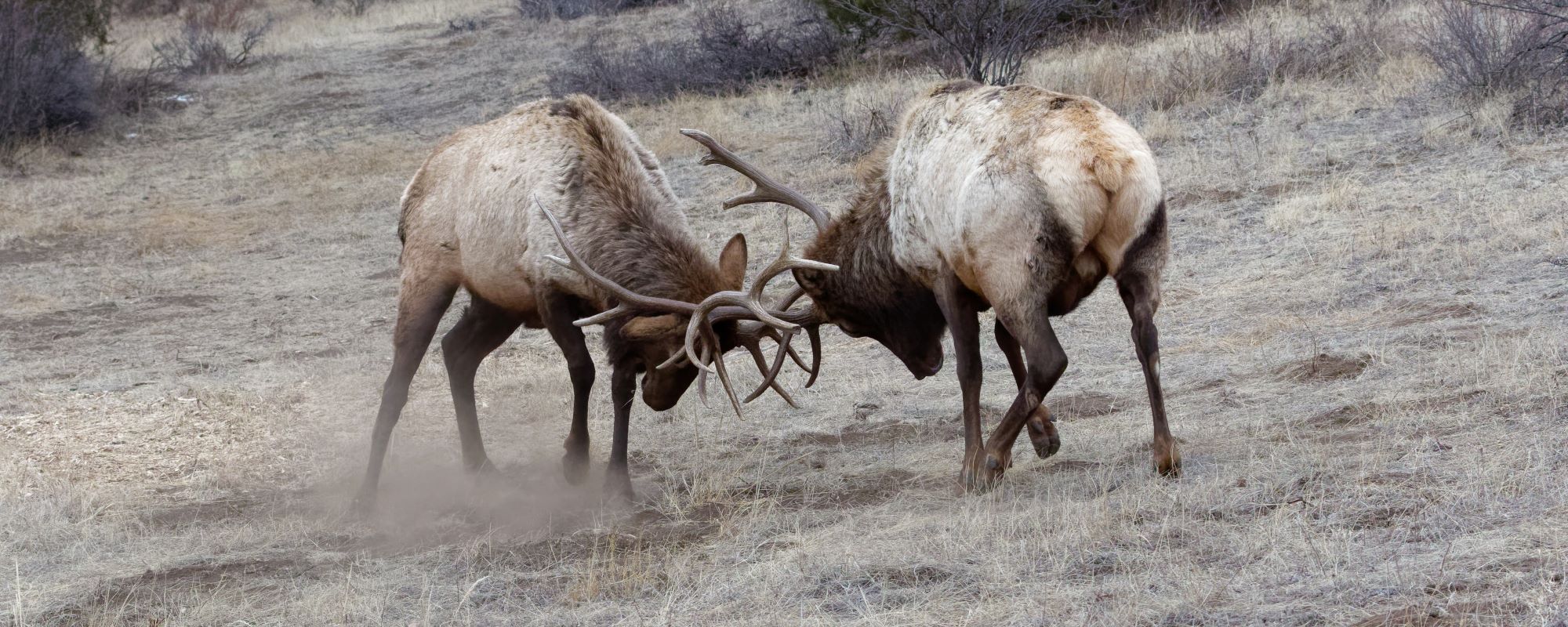 Two male elk fighting.