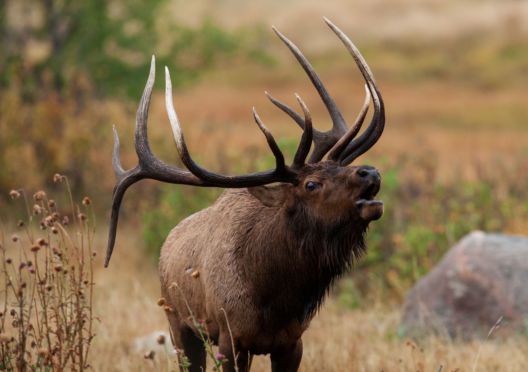 A bull elk.