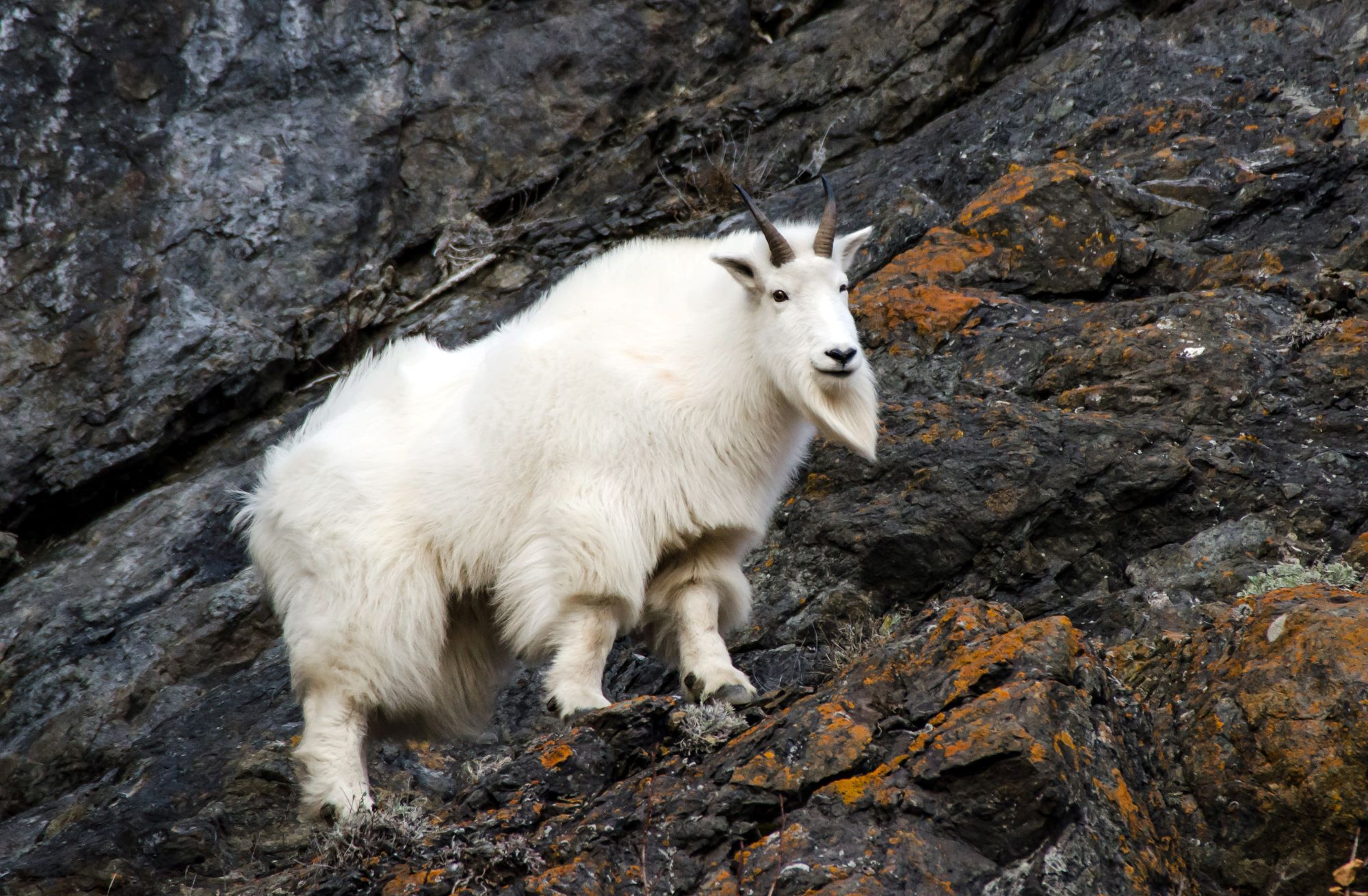 A mountain goat.