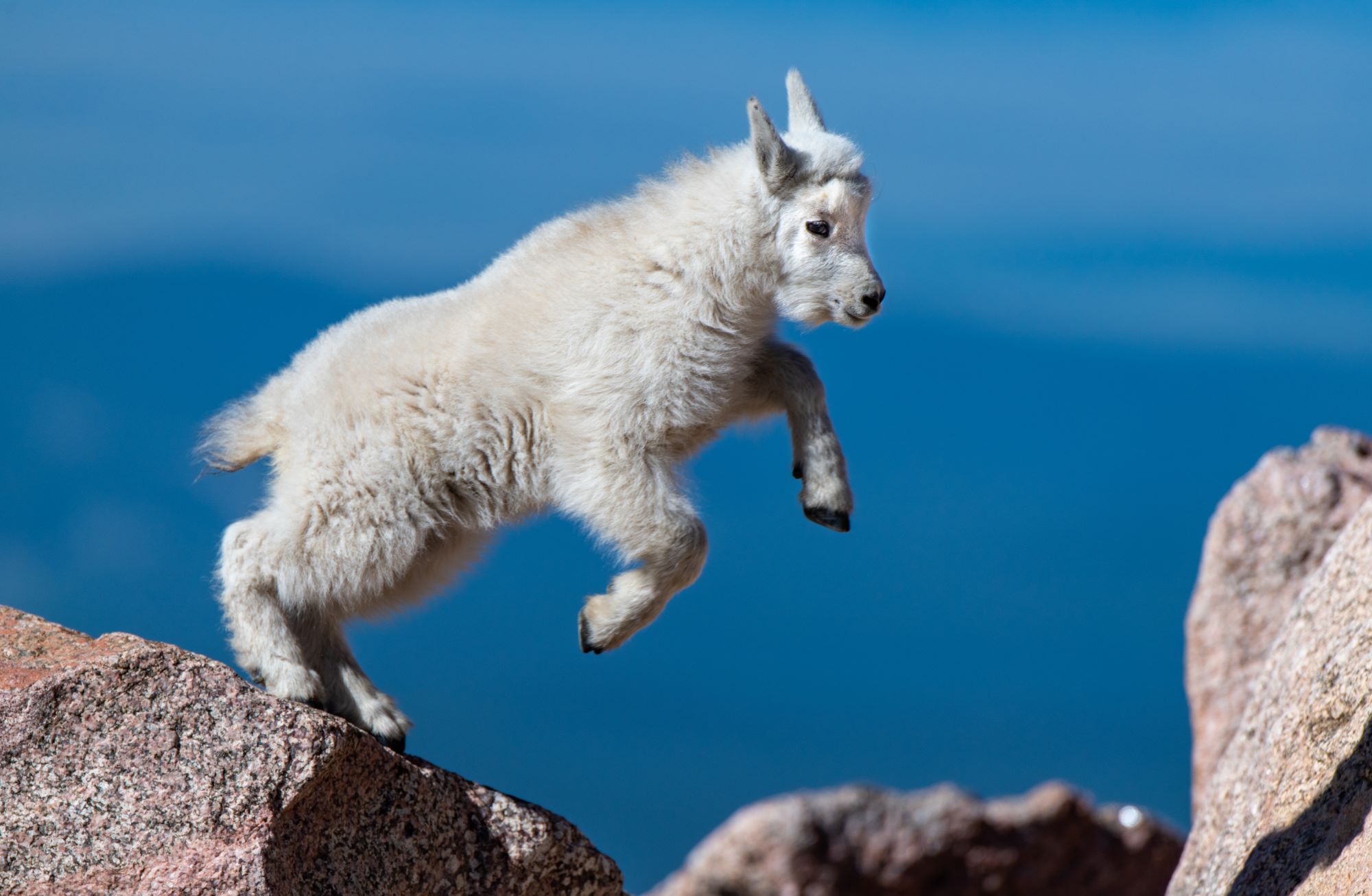 A young mountain goat.