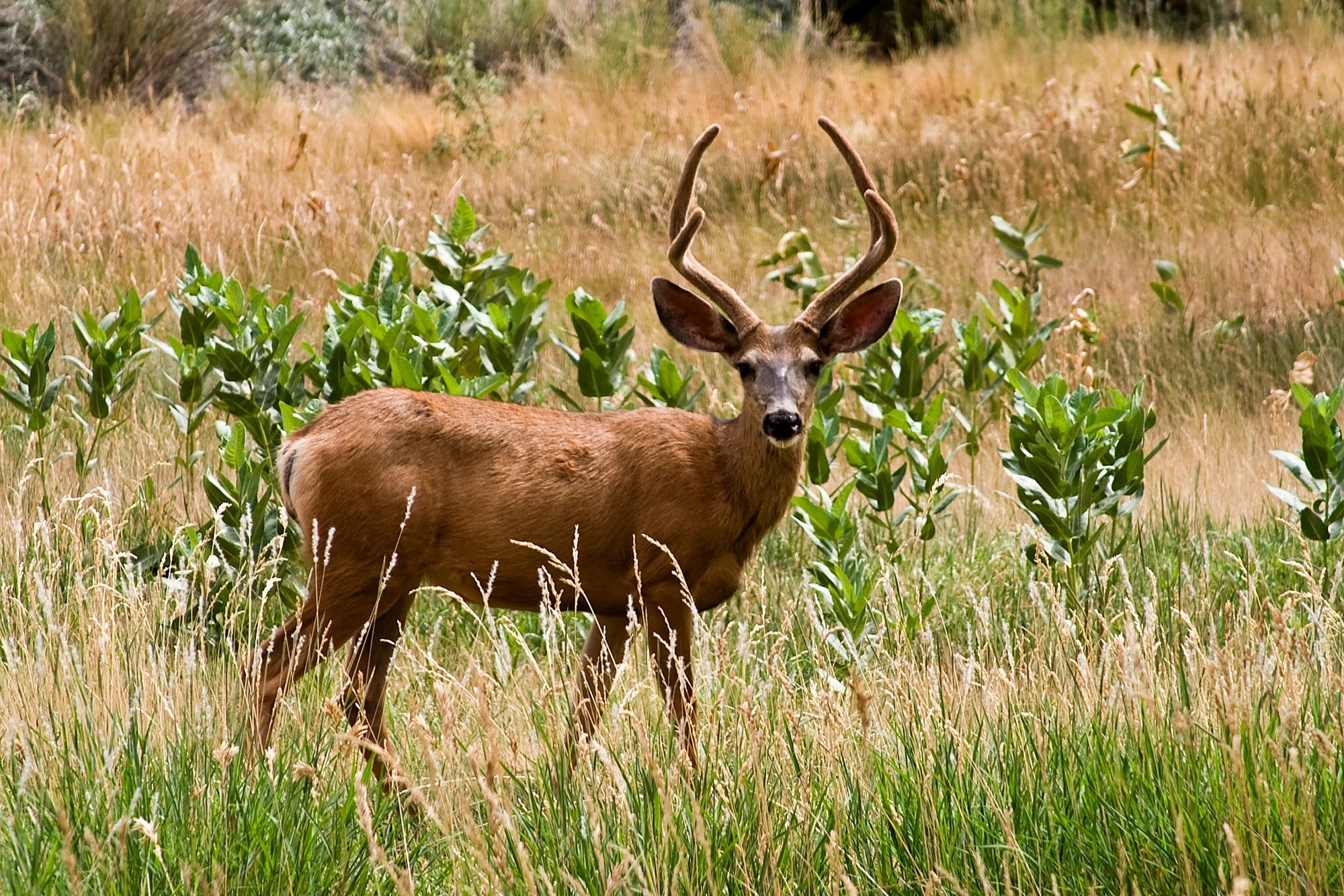 A mule deer in Utah.