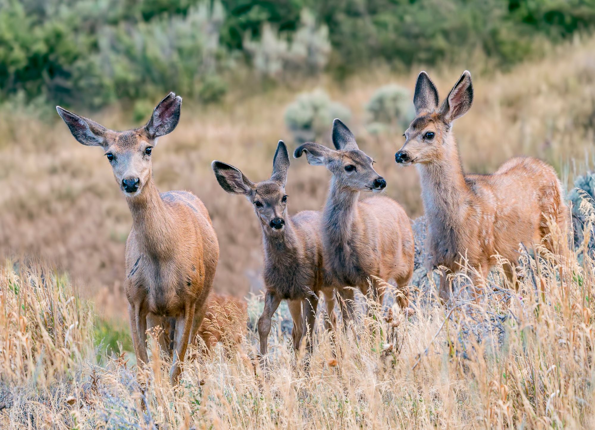A group of mule deer.