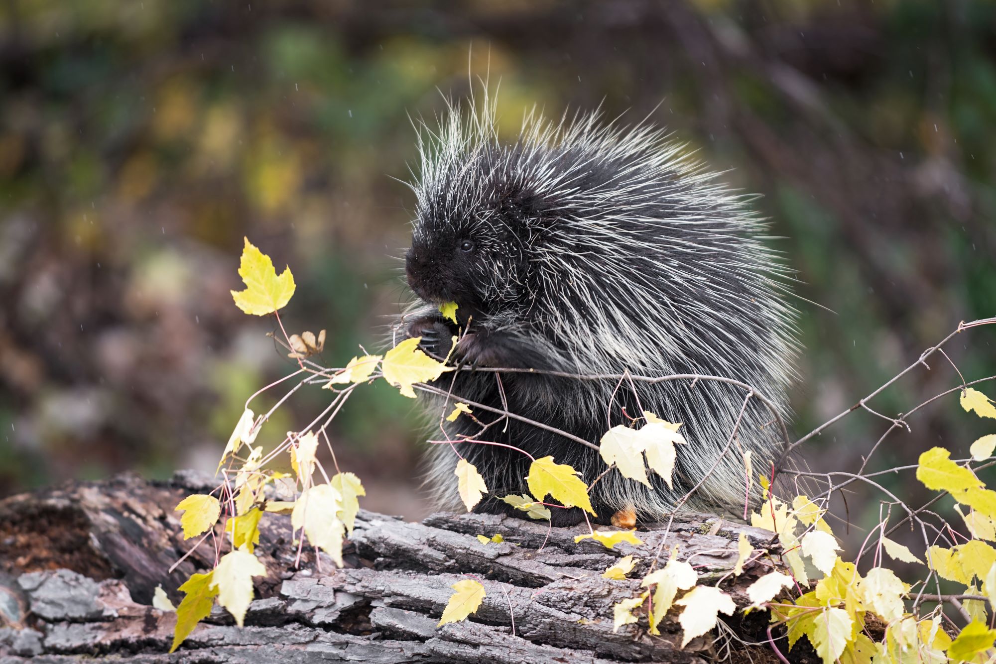 A North American porcupine.