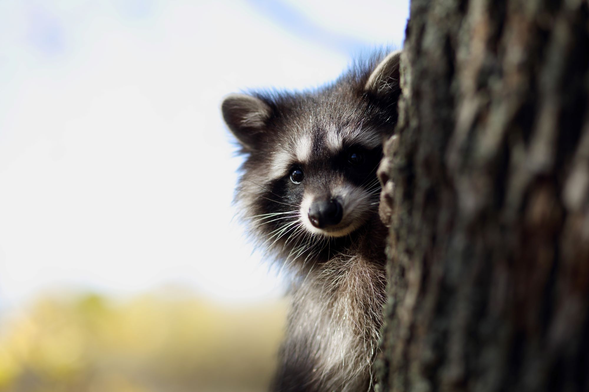 A racoon.