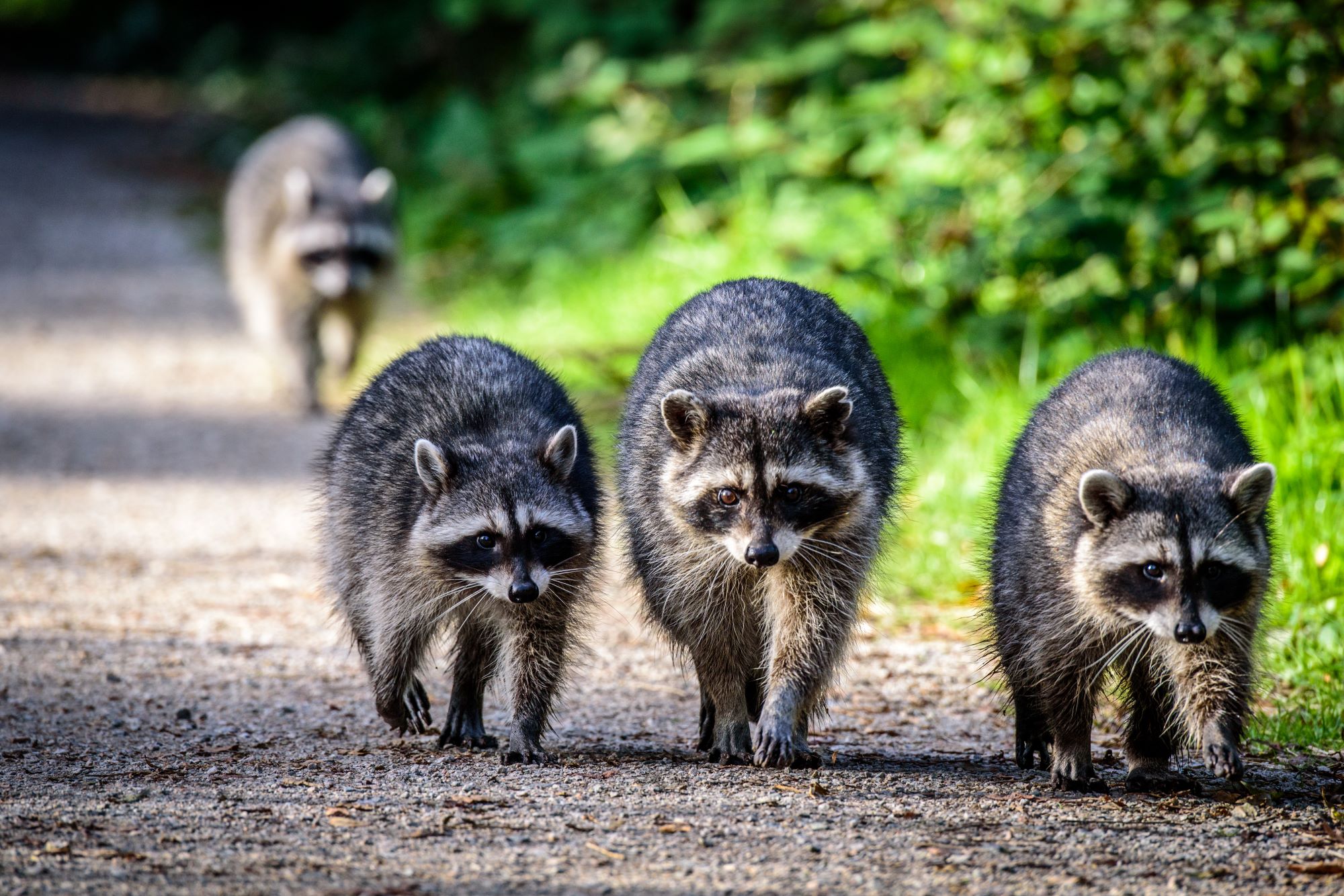 A group of racoons.