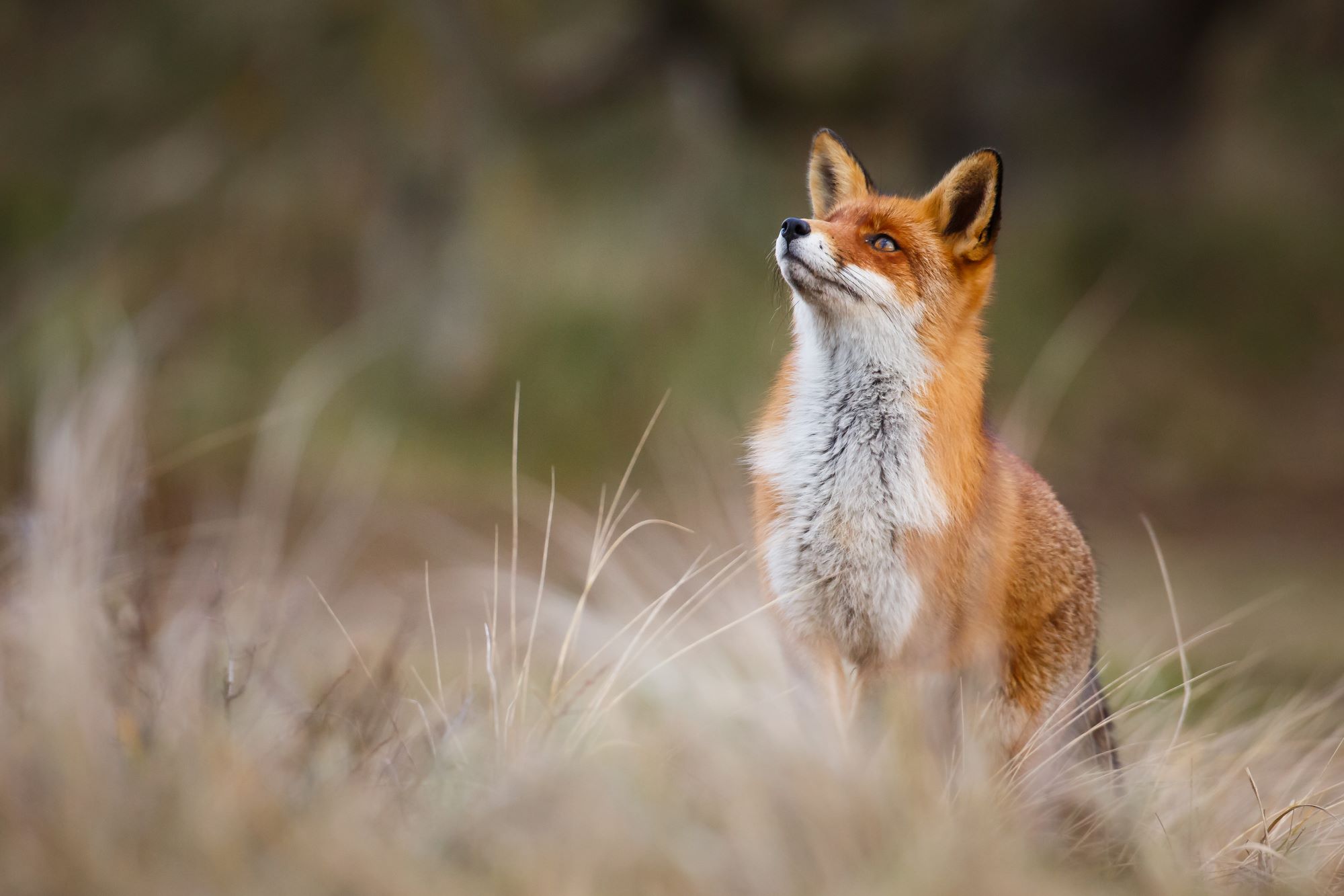 A red fox in Utah.
