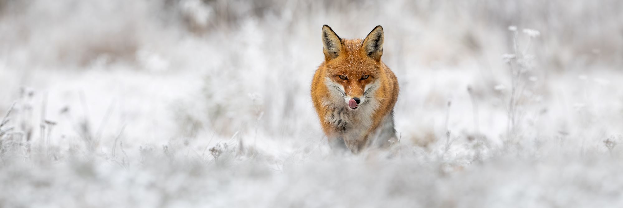 A red fox in winter.