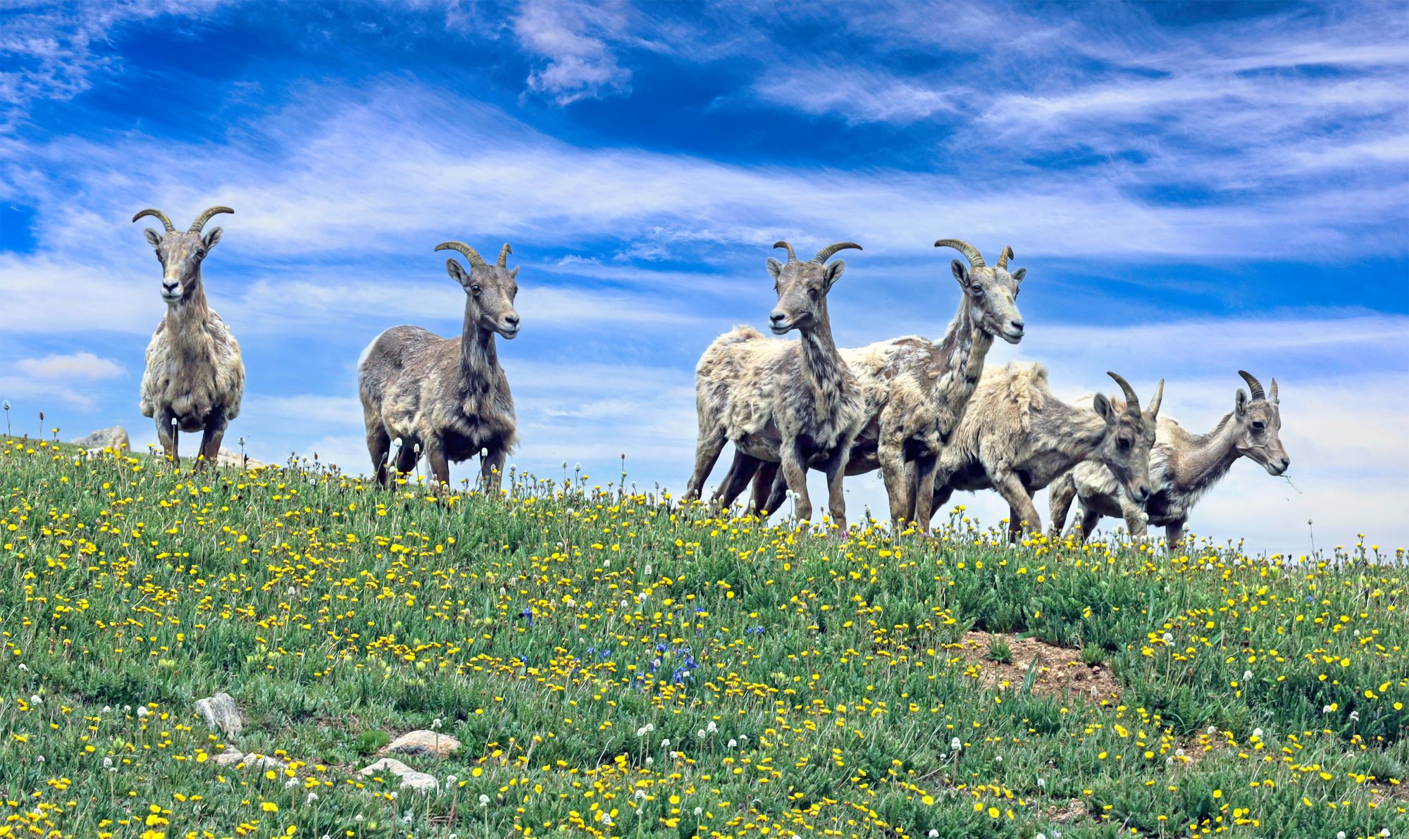 A group of Rocky Mountain bighorn sheep.