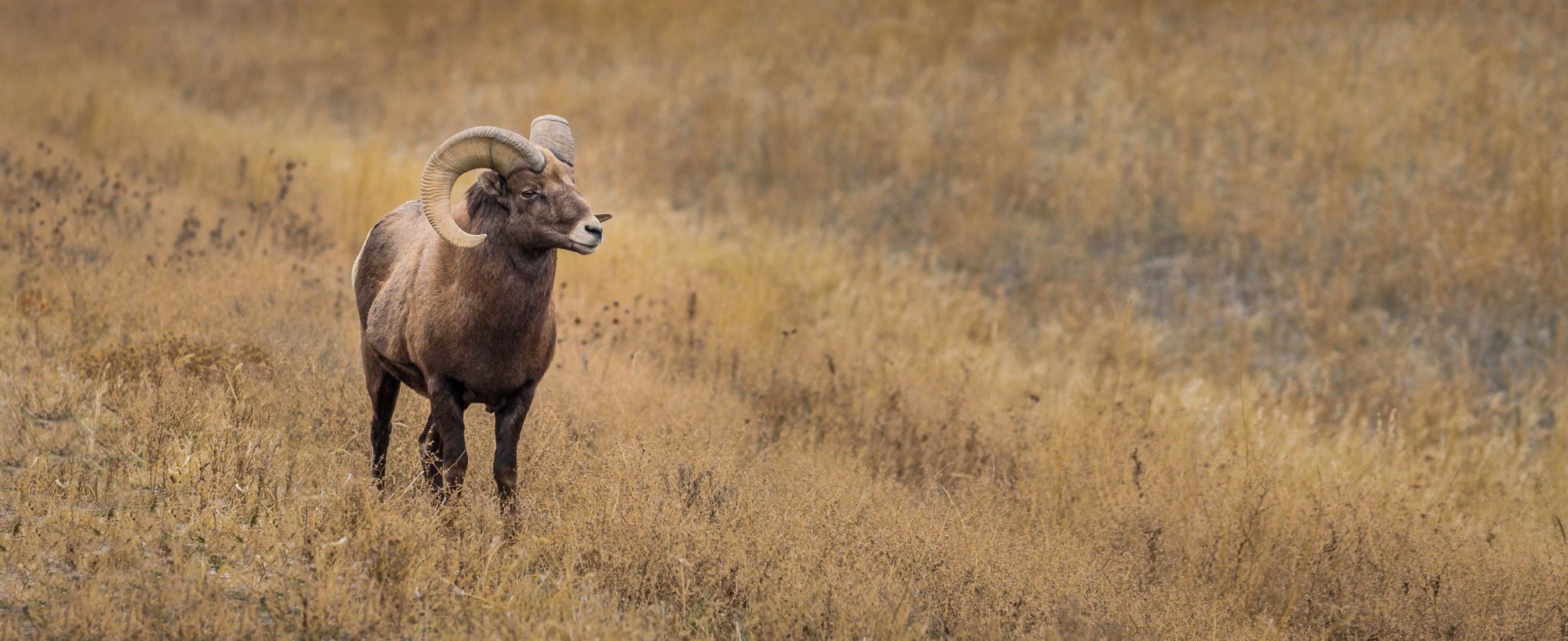 A Rocky Mountain bighorn sheep.