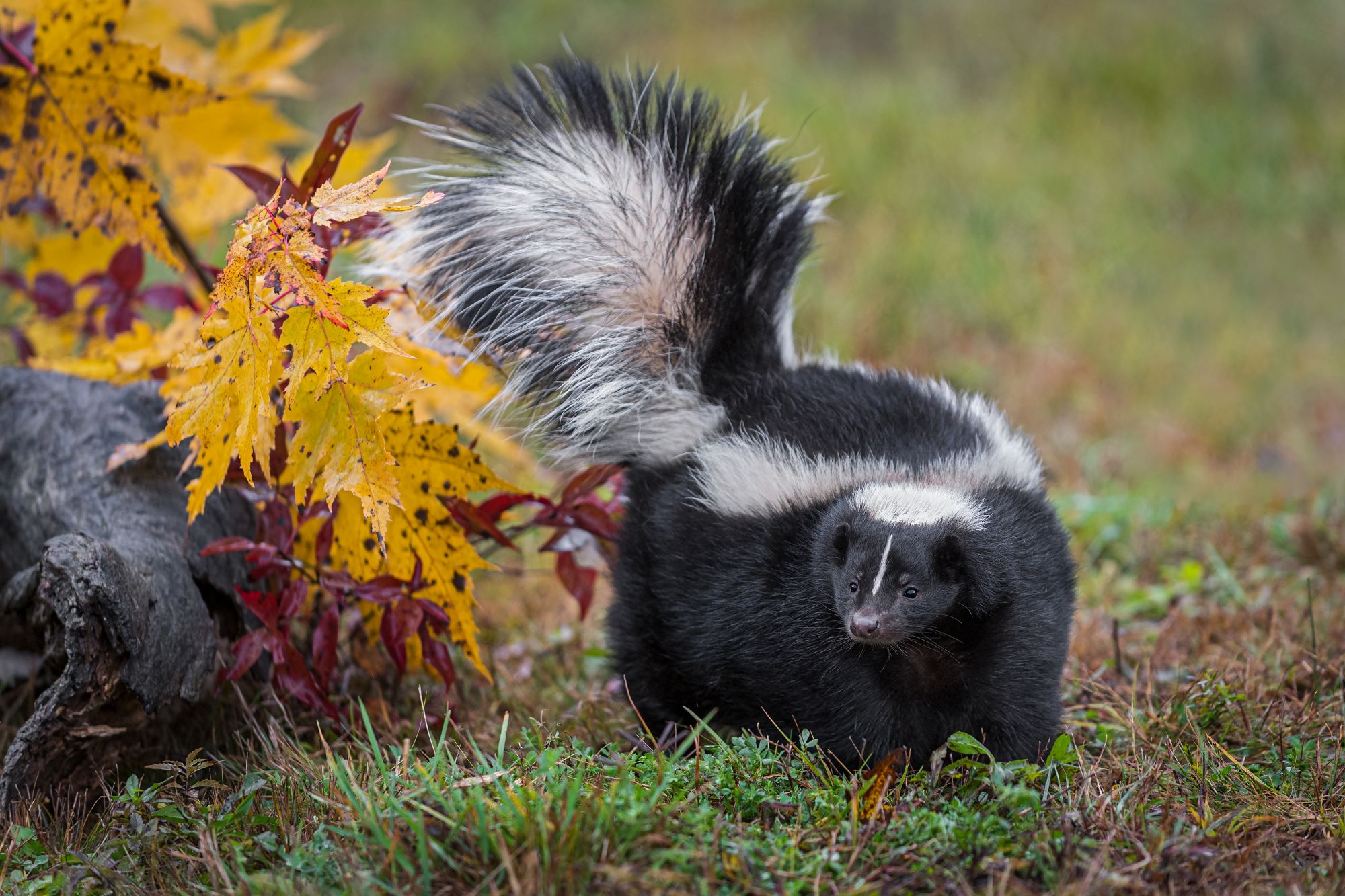 A striped skunk in autumn.
