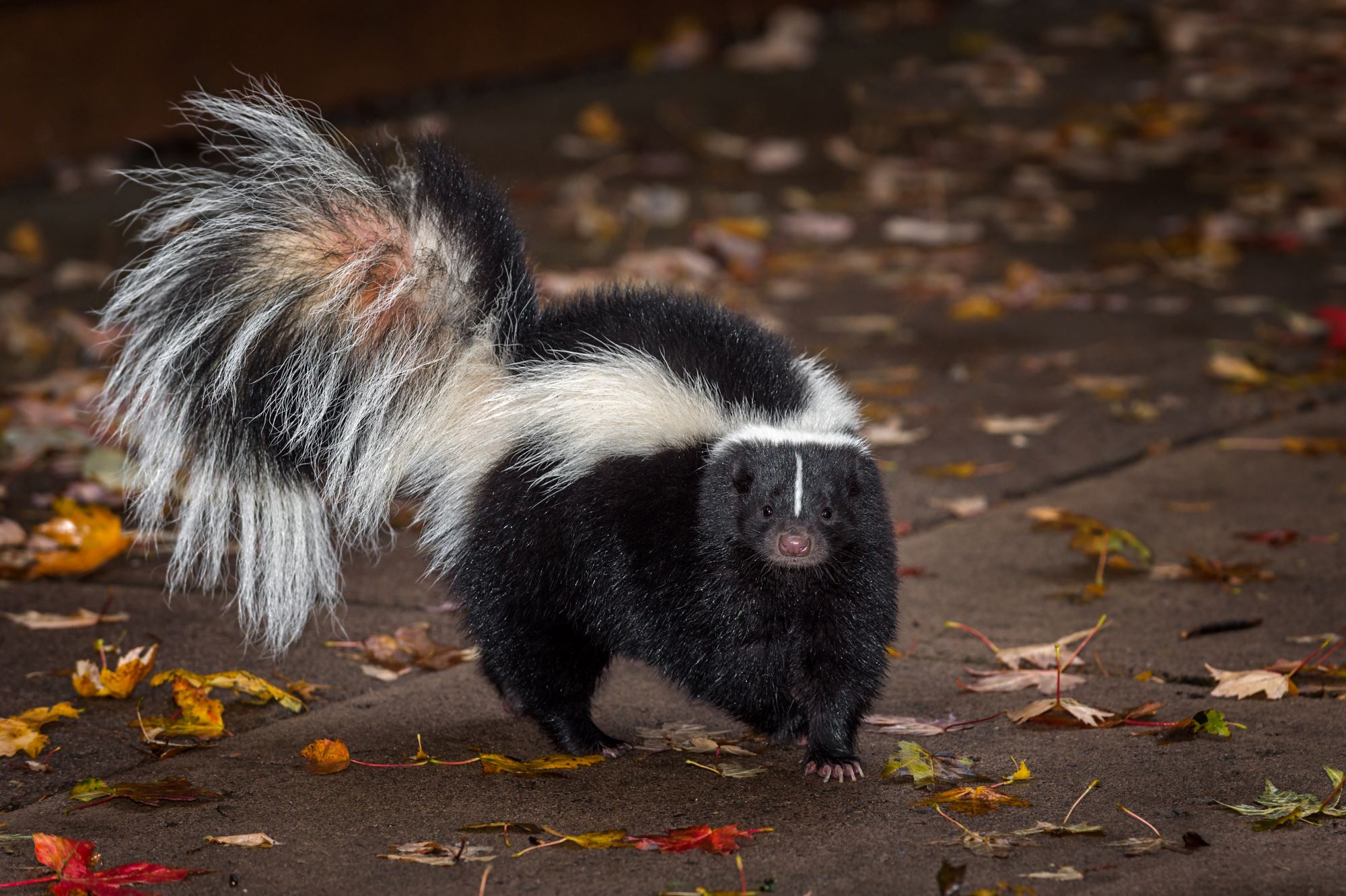 A striped skunk.