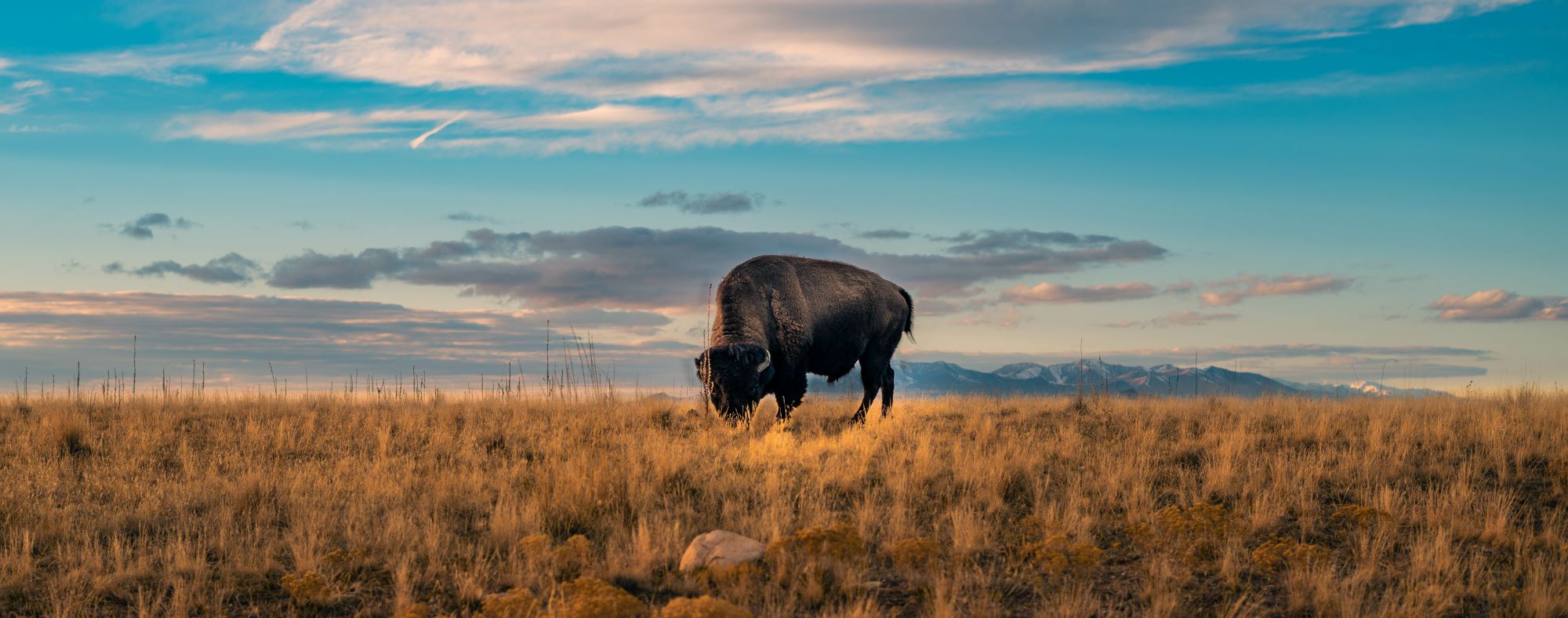 An American bison in Utah.