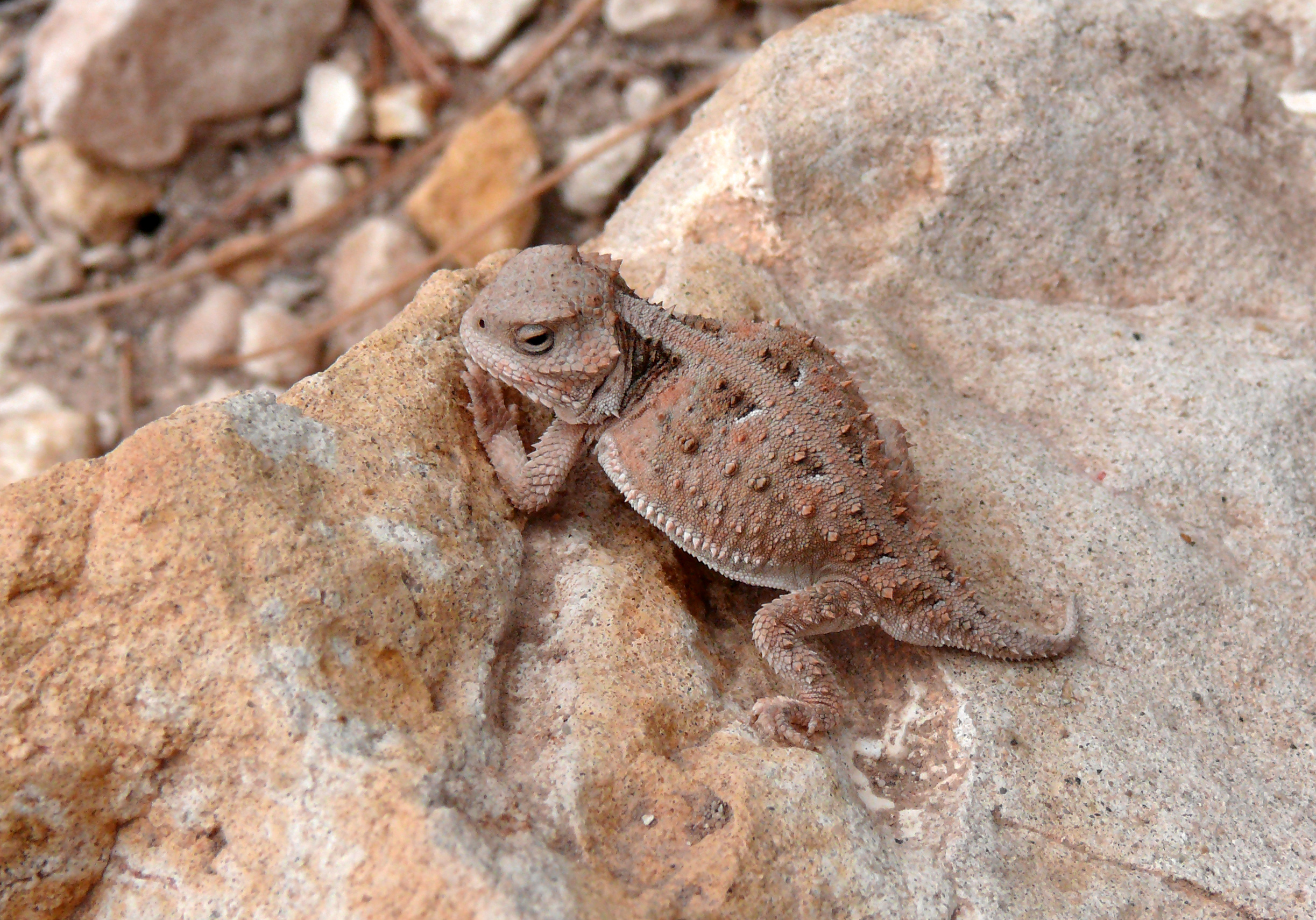 A greater short-horned lizard sitting on a rock.