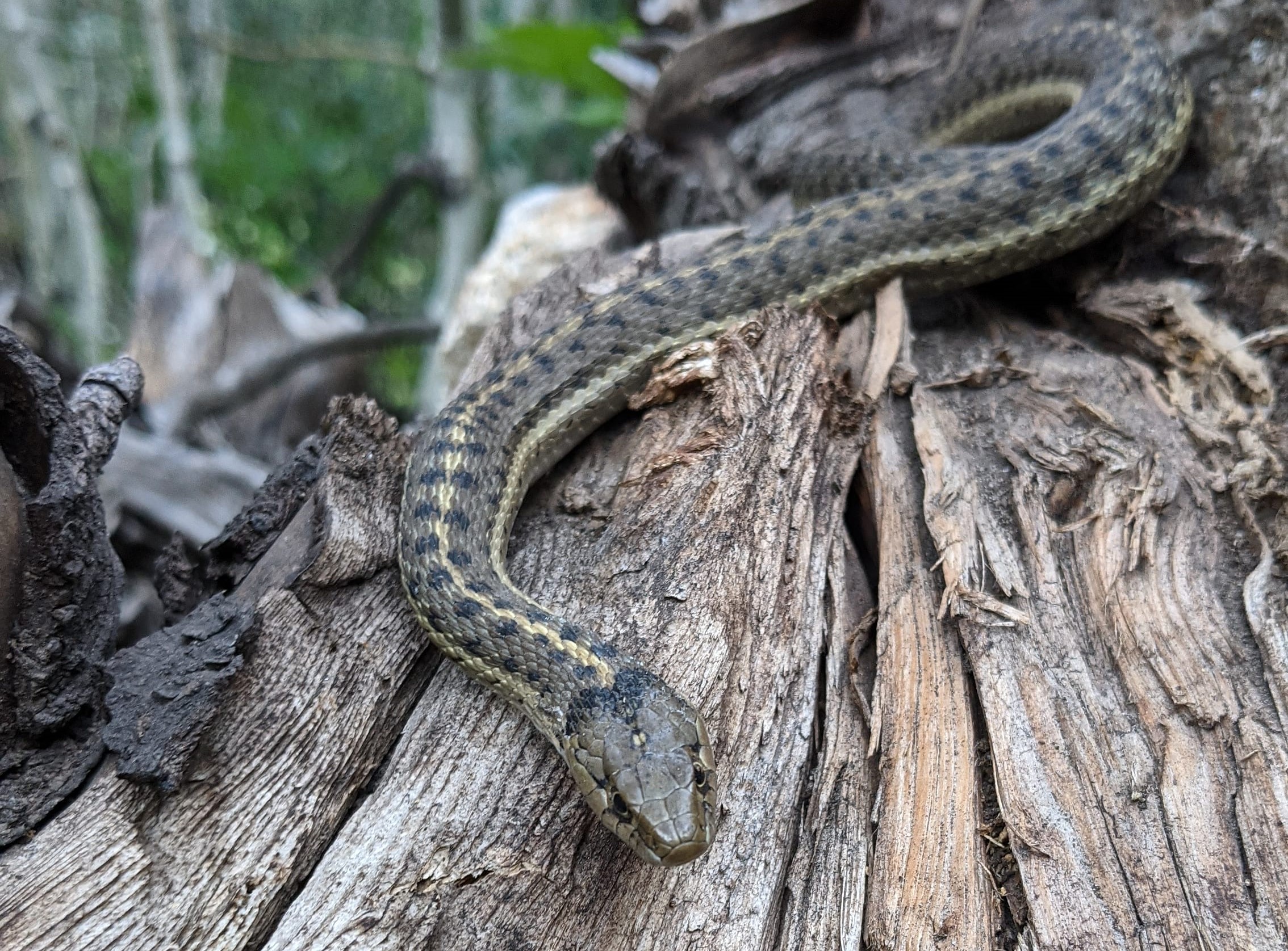 A wandering gartersnake sunning itself on a log next to the trail to Gloria Falls.