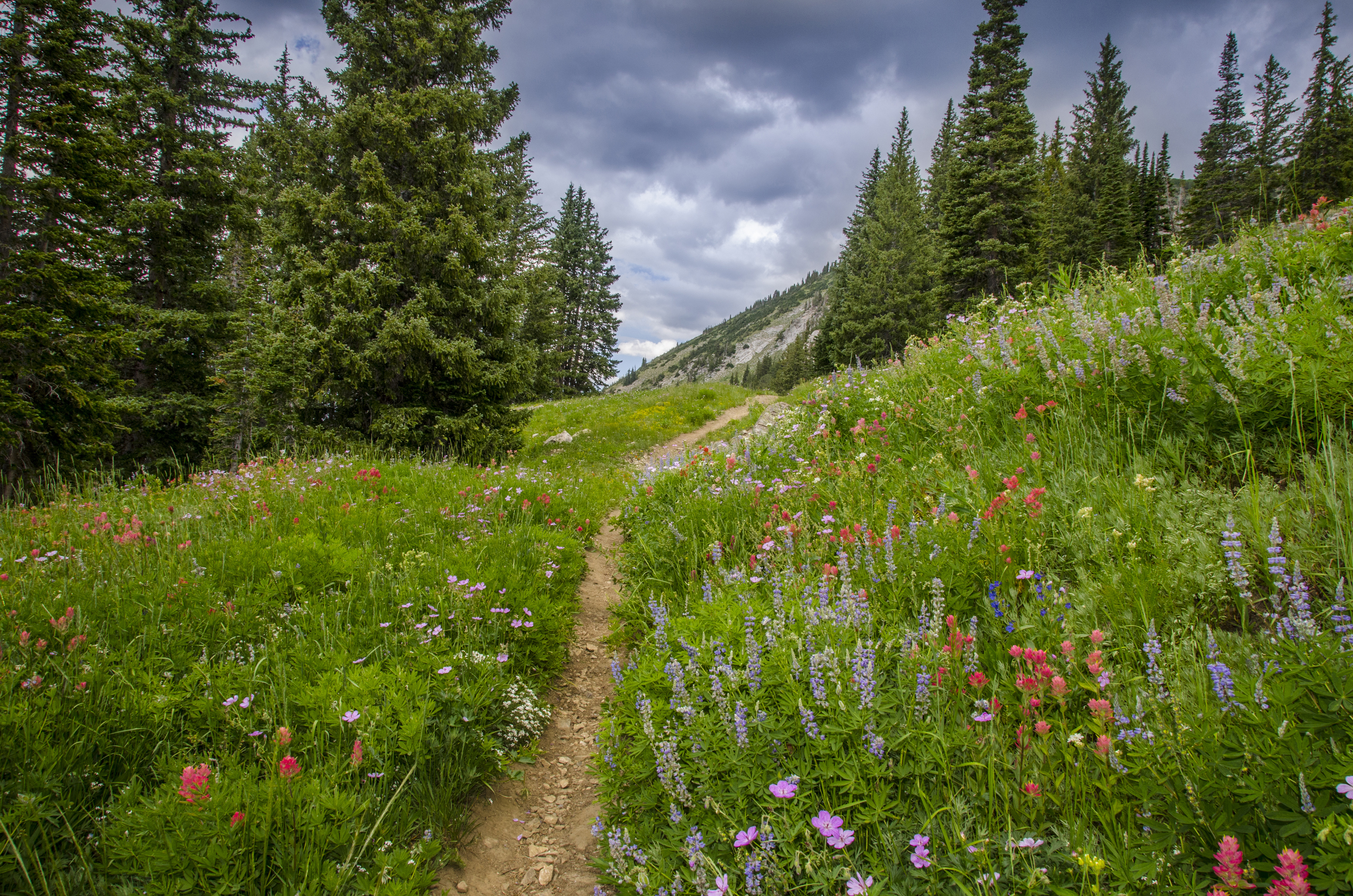 Wildflowers along a trail in Albion Basin.