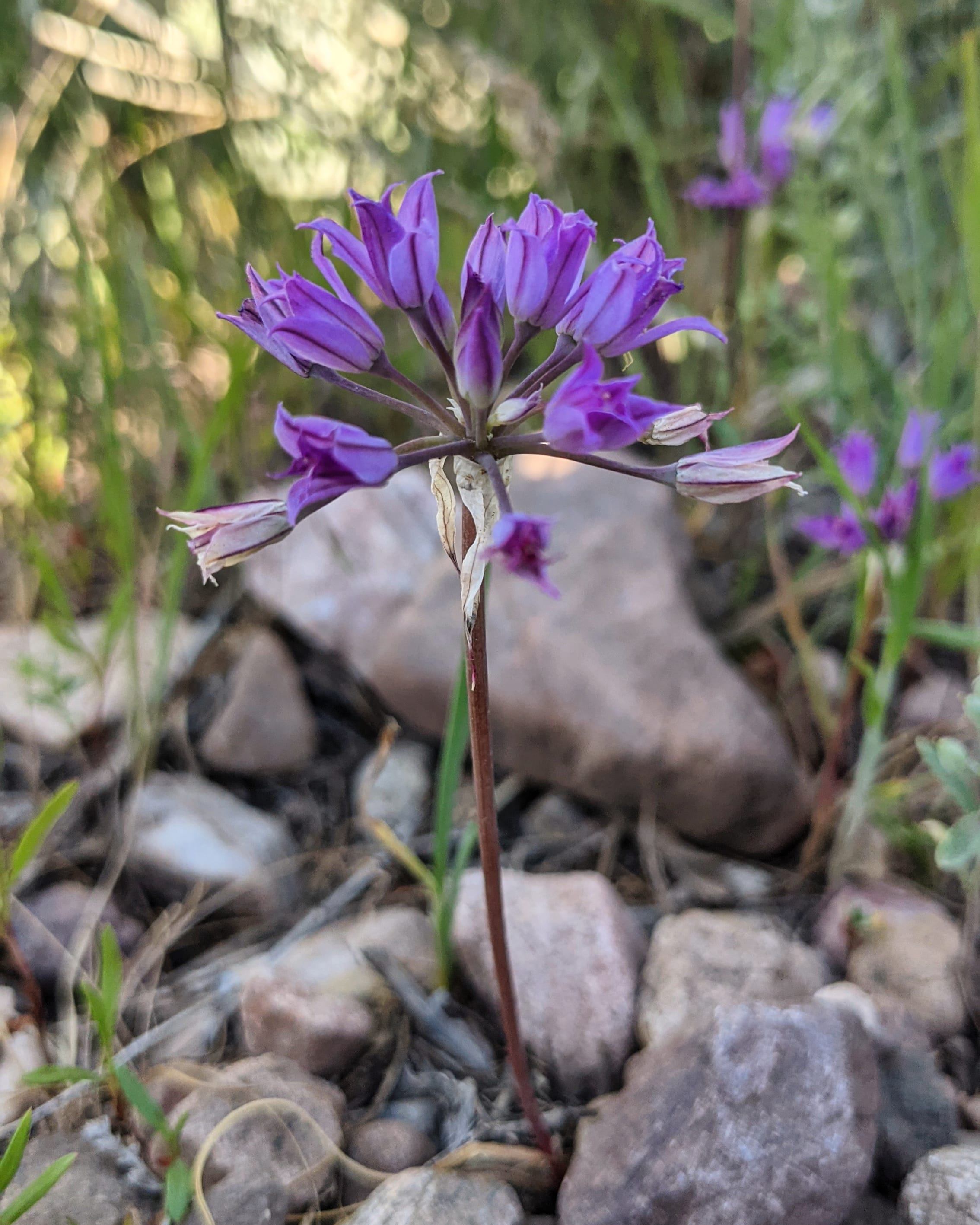 Hooker’s Onion, Allium acuminatum, growing along the Wild Rose Trail.